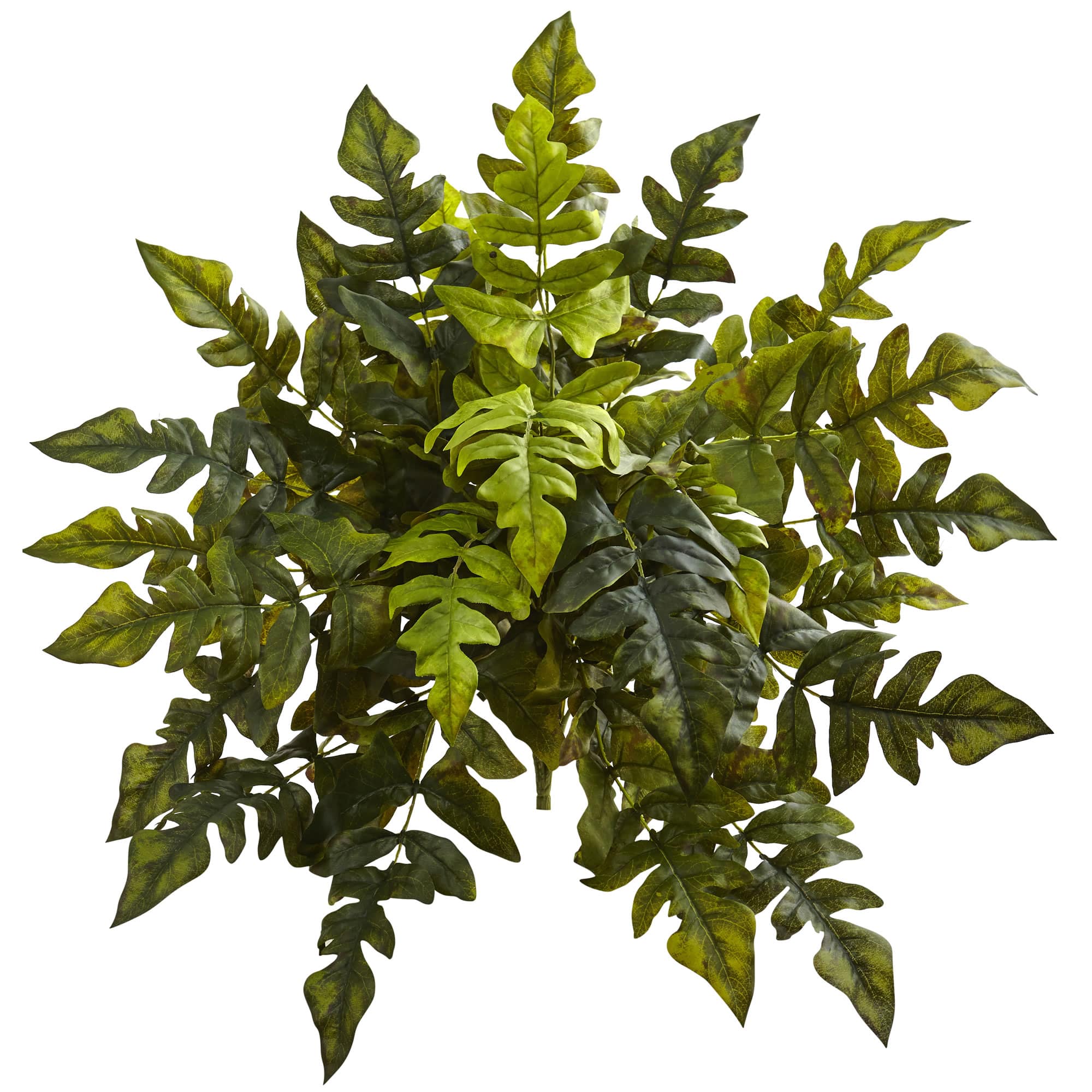 24in. Holly Fern Plant, 2ct. | Michaels