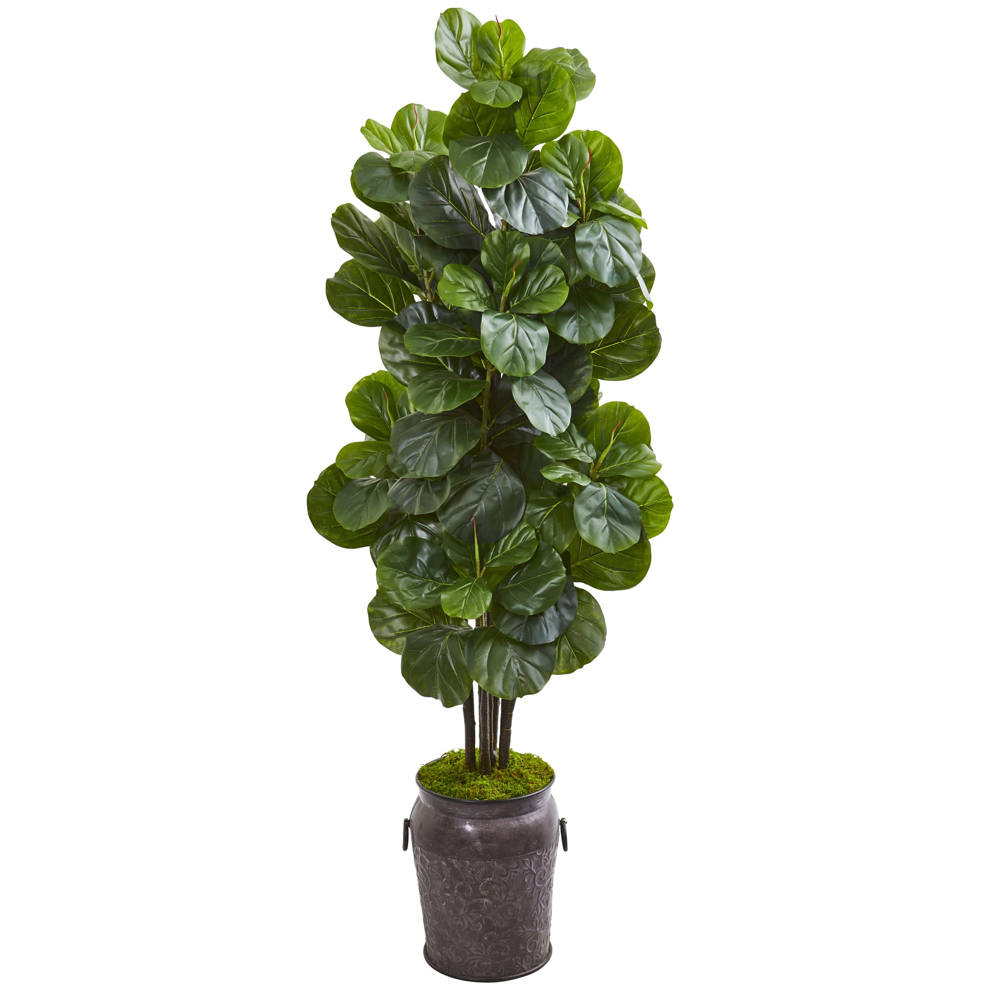 6ft. Fiddle Leaf Fig Tree in Metal Planter