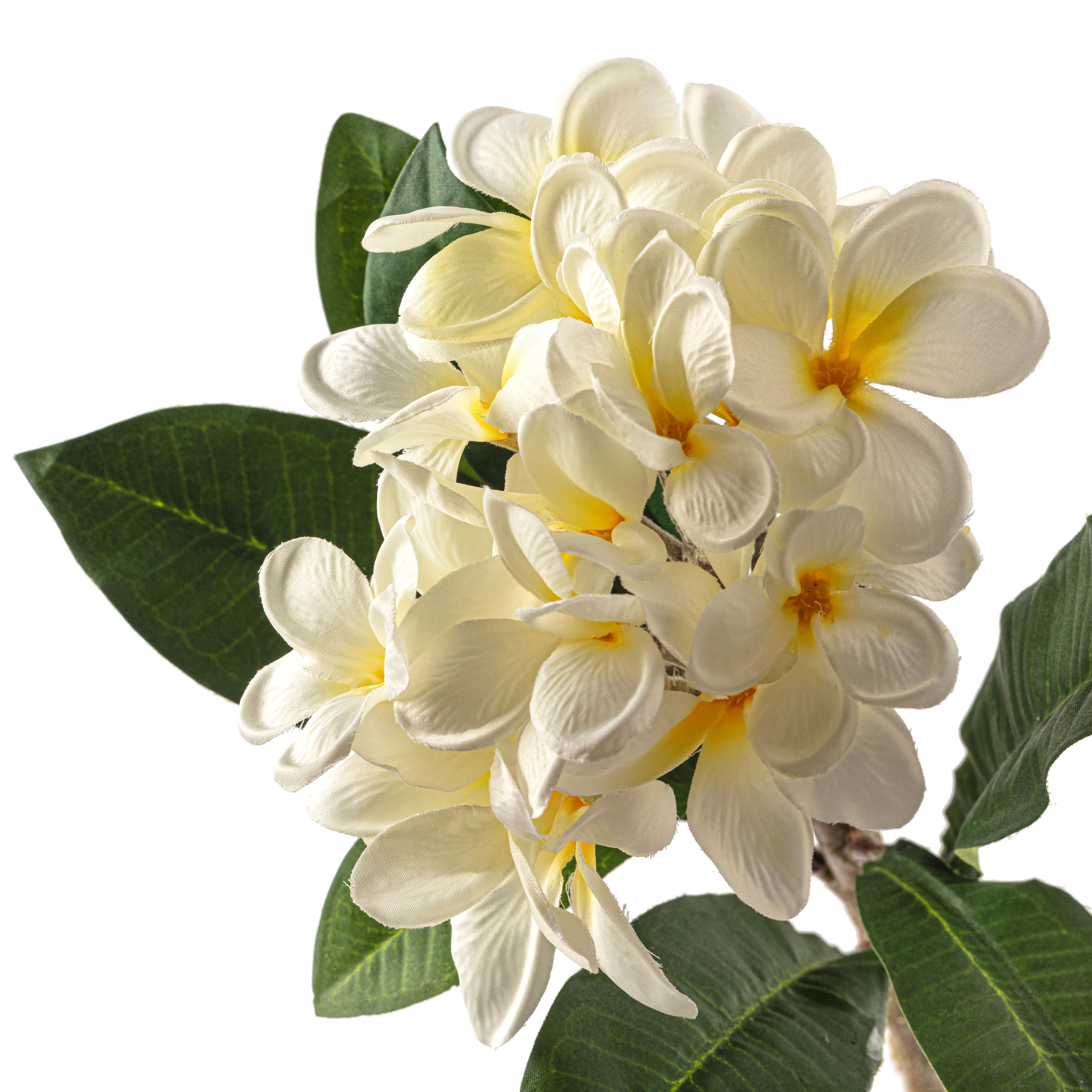 12 Pack: White Frangipani Stem by Ashland&#xAE;