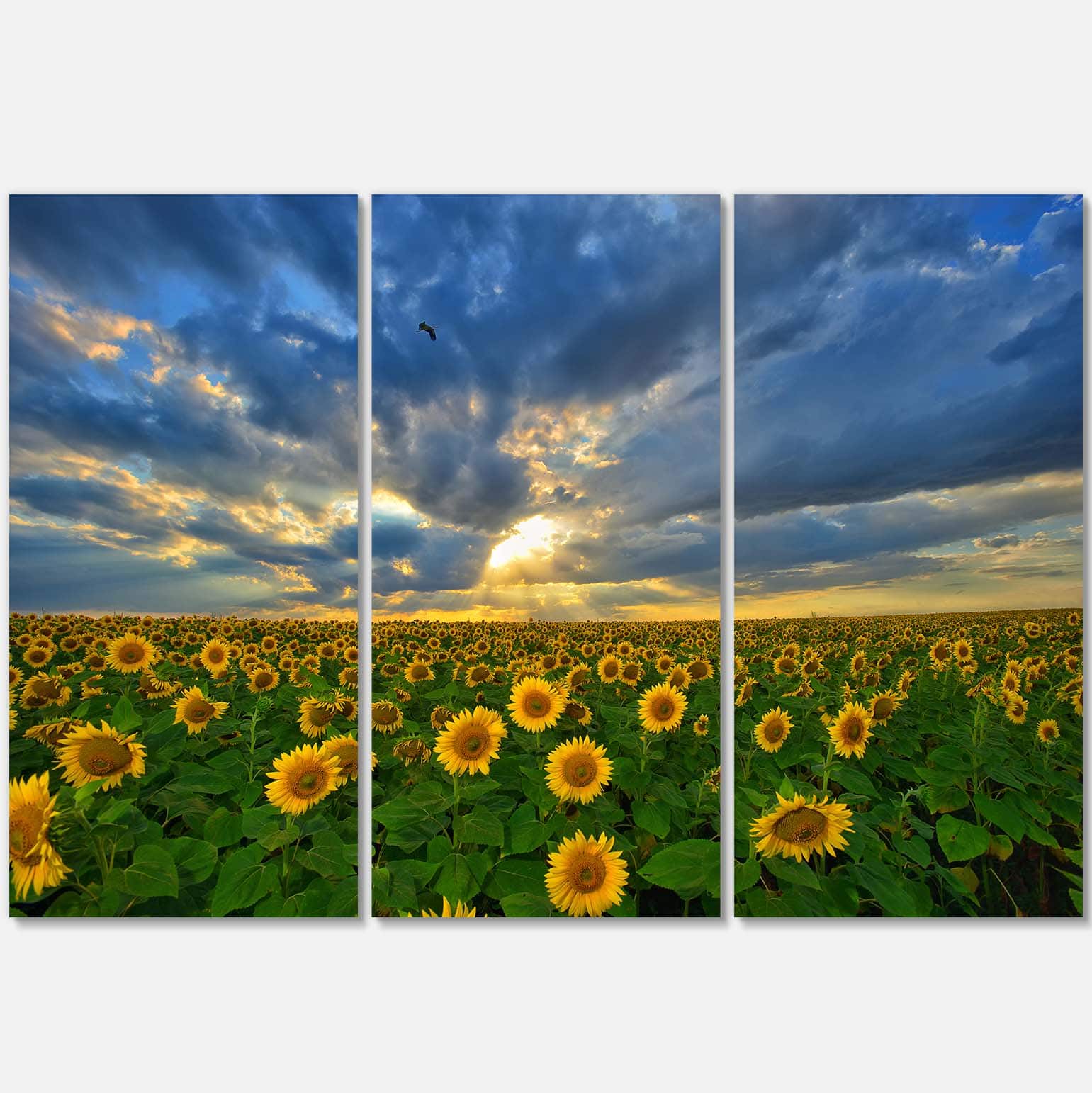 Designart - Beauty Sunset over Sunflowers - Landscape Canvas Art Print