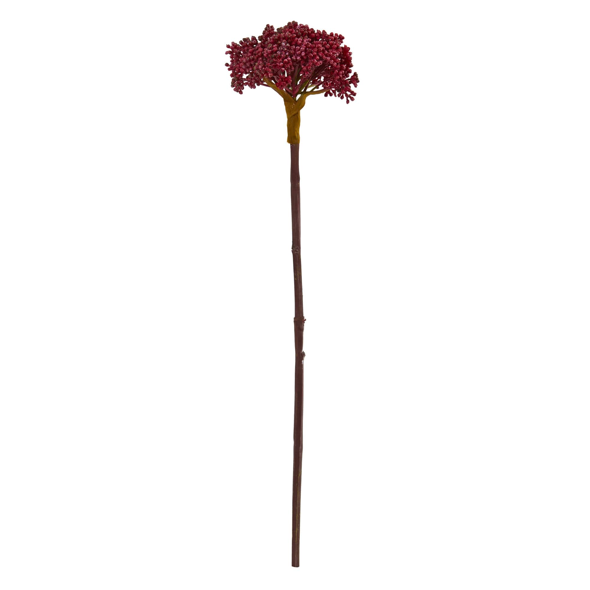 22&#x22; Succulent Sedum Plant, 12ct.