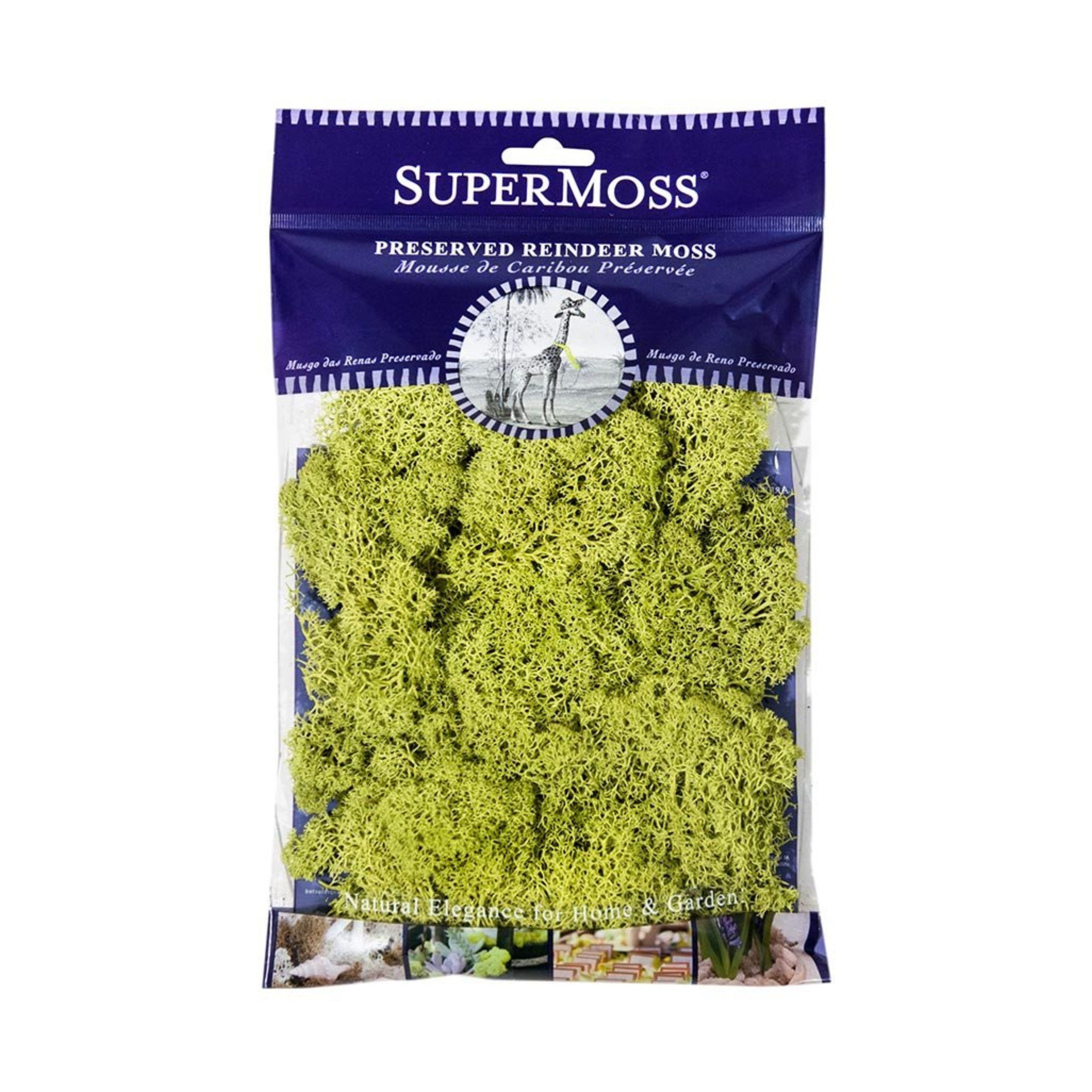 12 Pack: SuperMoss® Chartreuse Preserved Reindeer Moss, 2oz.
