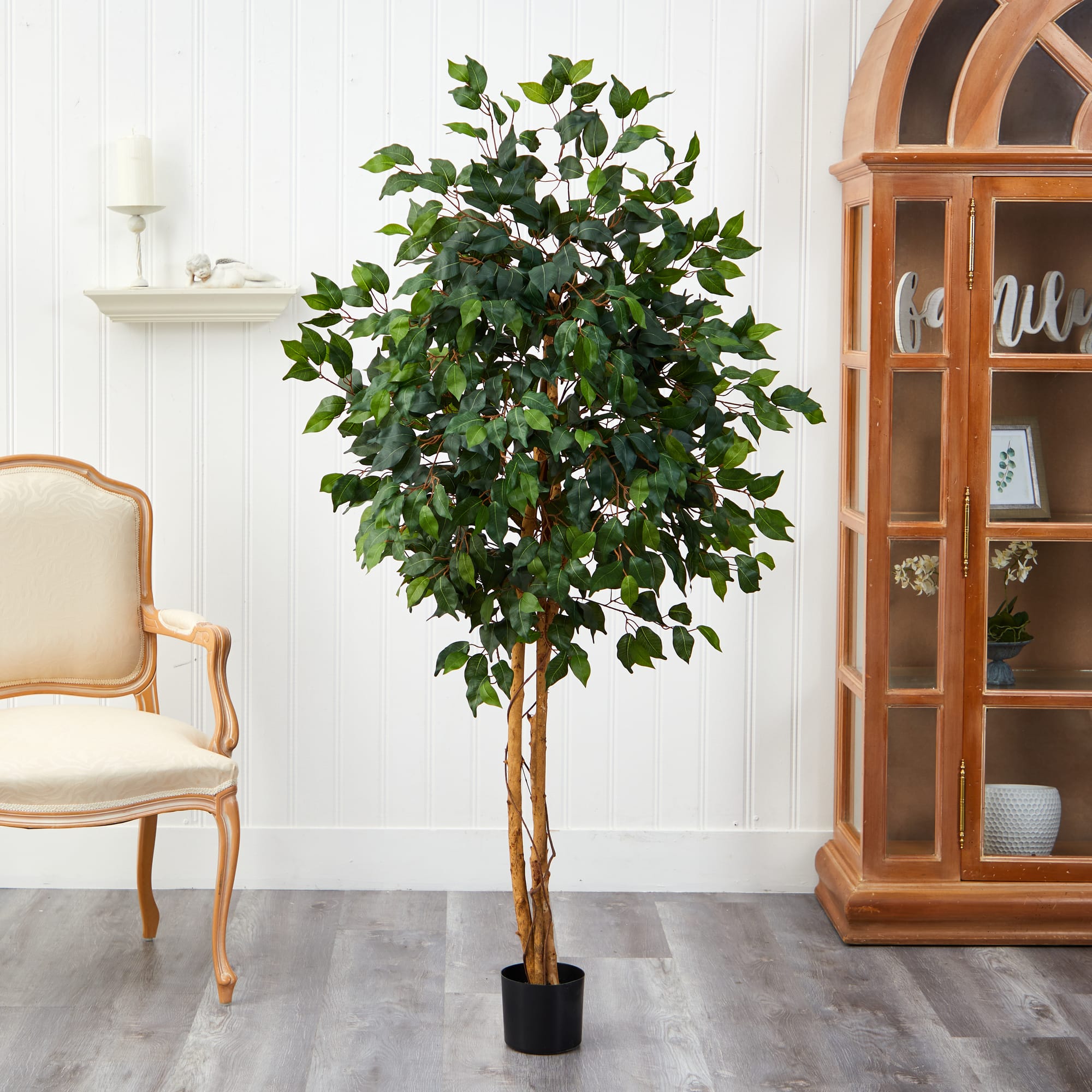 5ft. Potted Ficus Tree