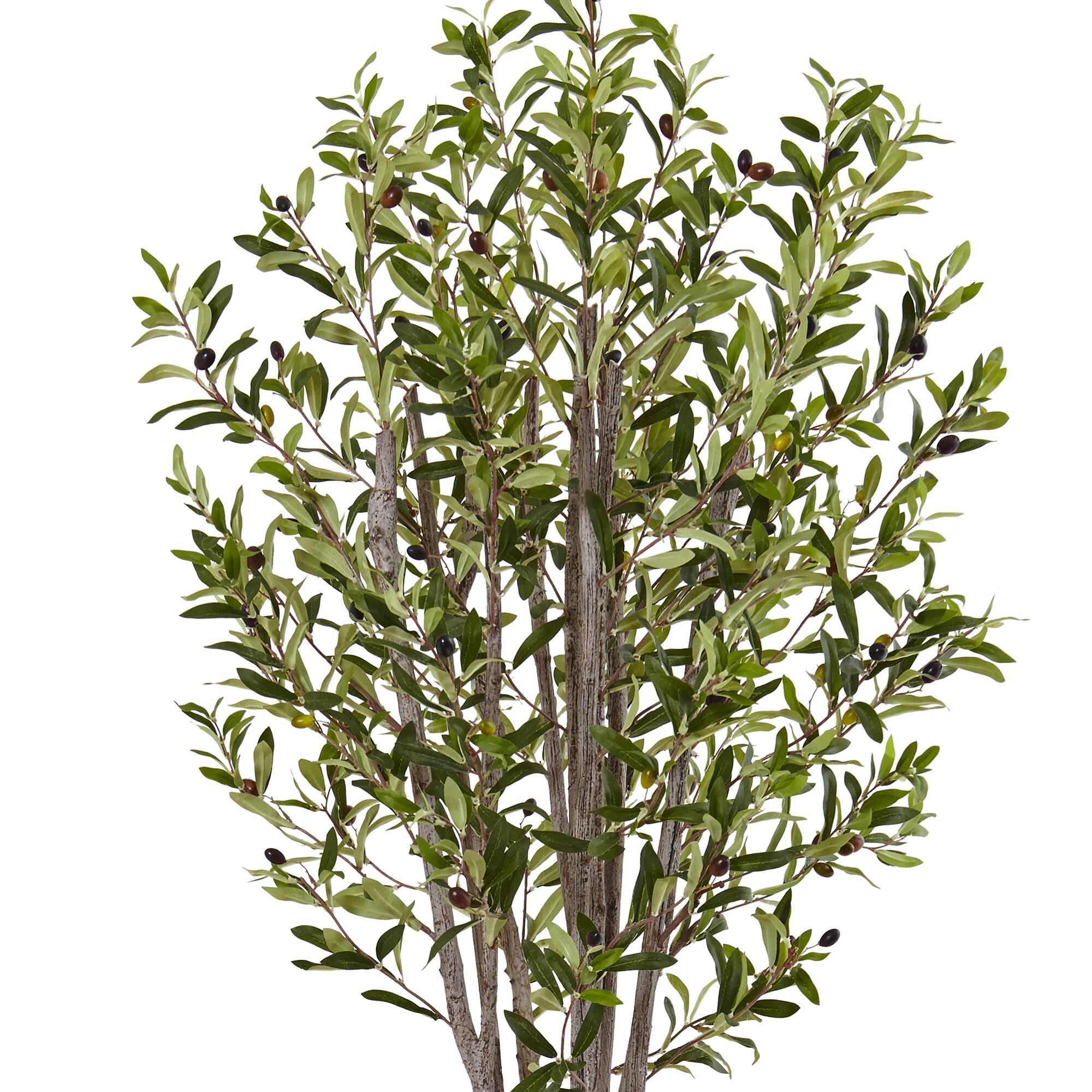 6ft. Olive Tree in Stone Planter