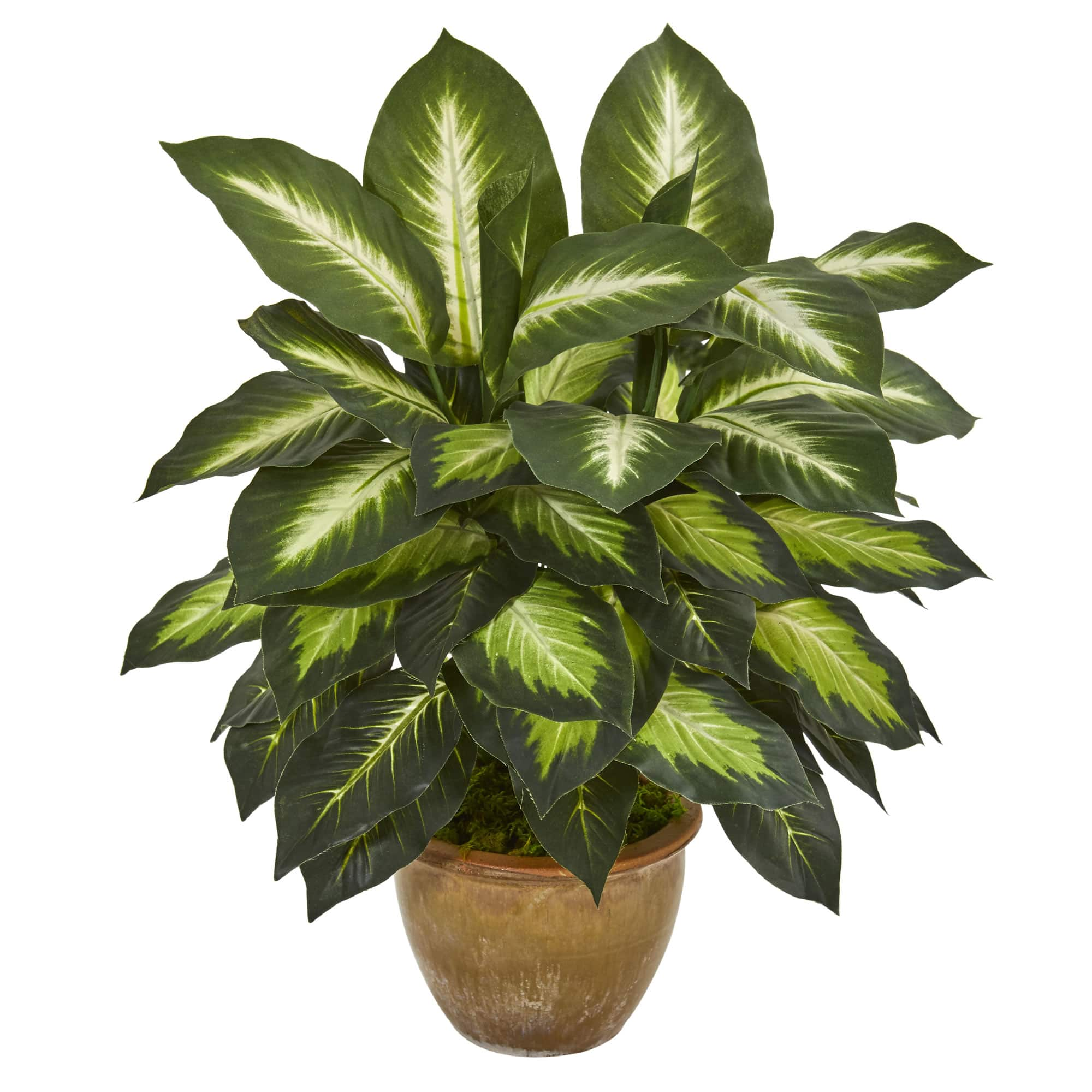 18&#x22; Dieffenbachia Tree In Ceramic Planter