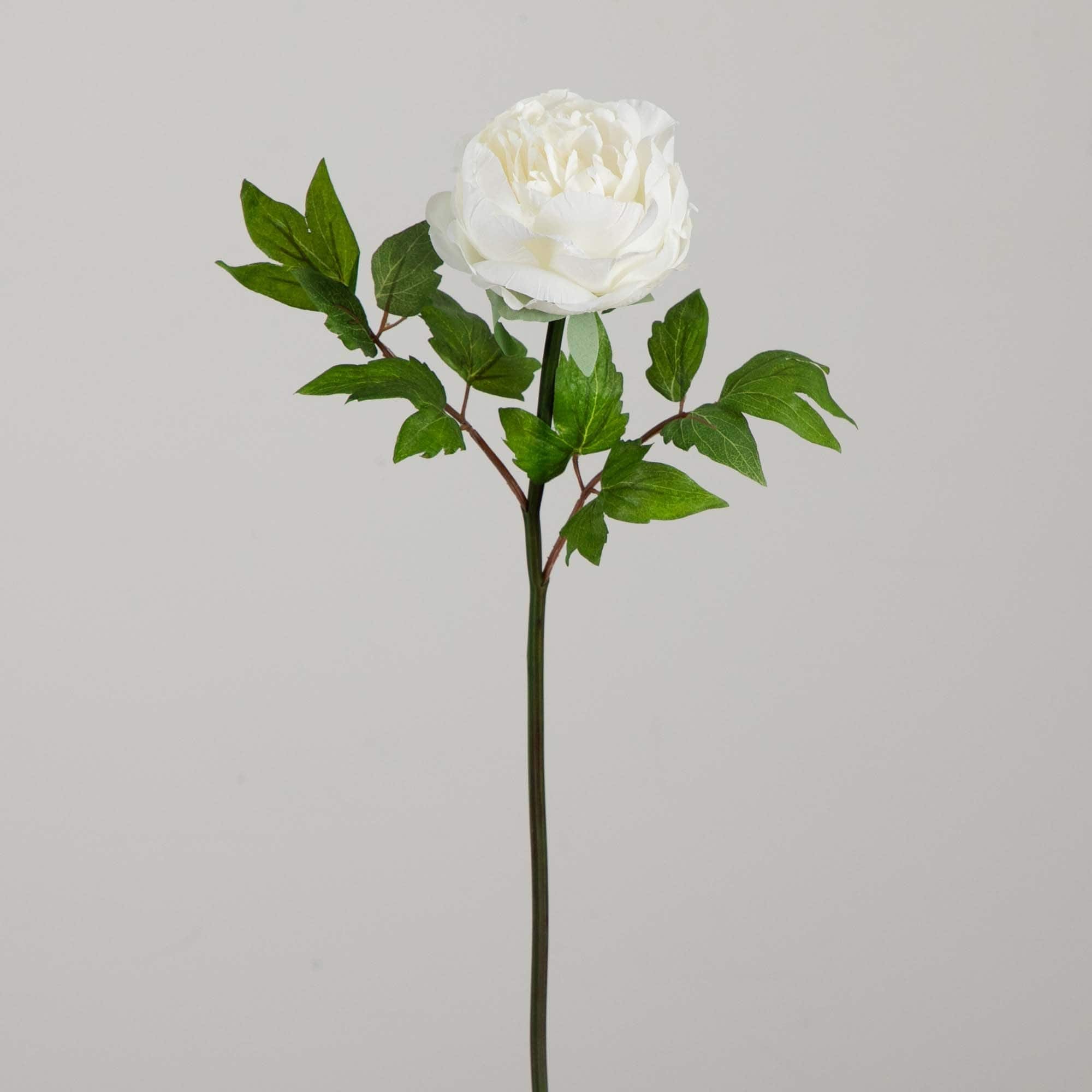 20&#x22; White Peony Flower Stems, 3ct.