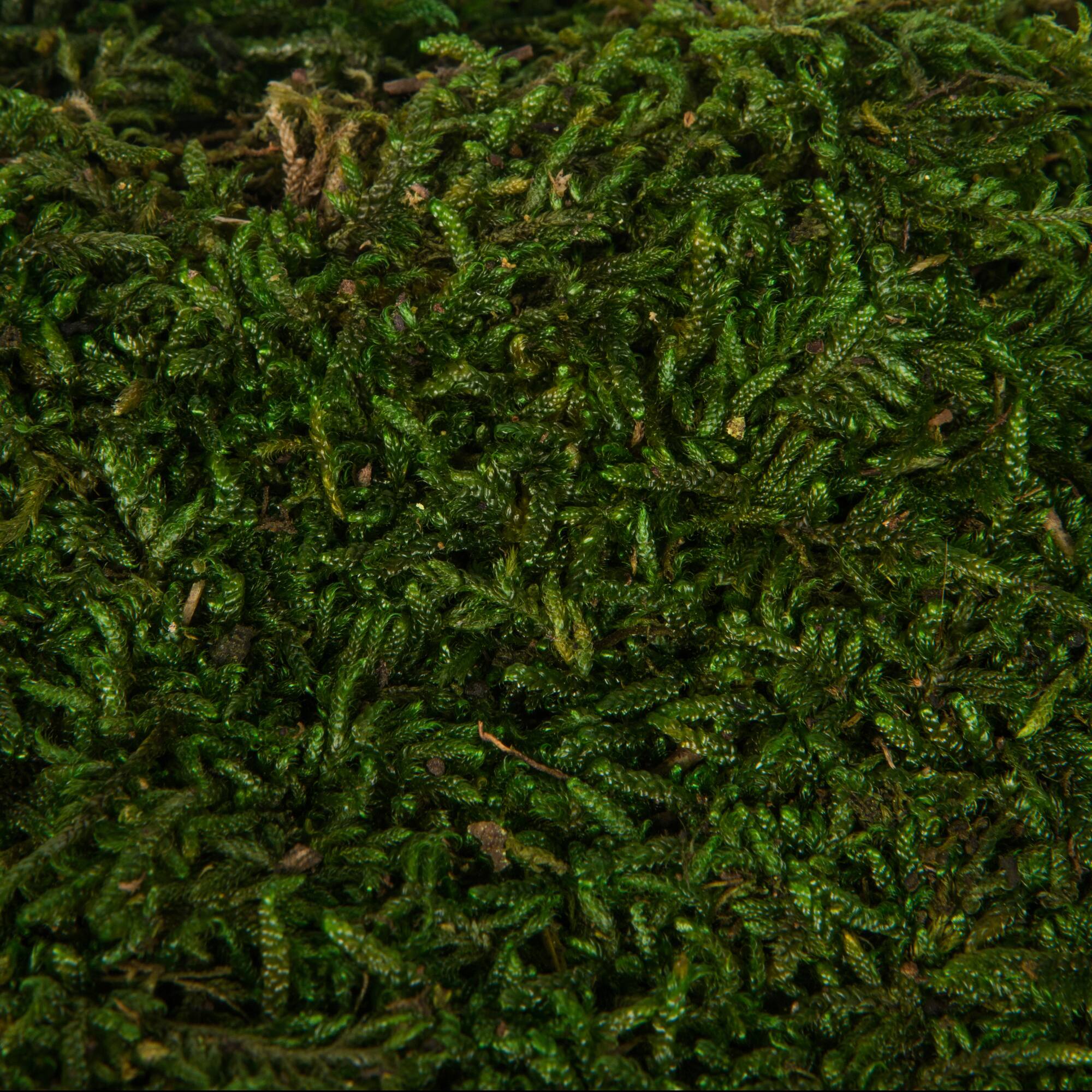 Preserved Green Sheet Moss Bulk Case