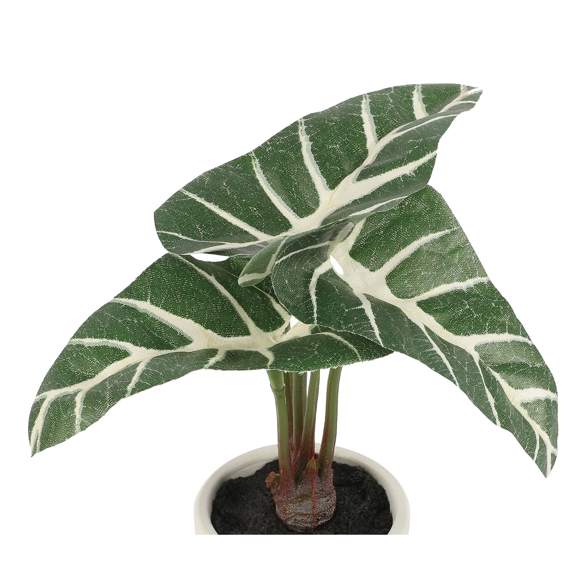 6&#x22; Micro Premade Taro Plant in White Clay Pot by Ashland&#xAE;