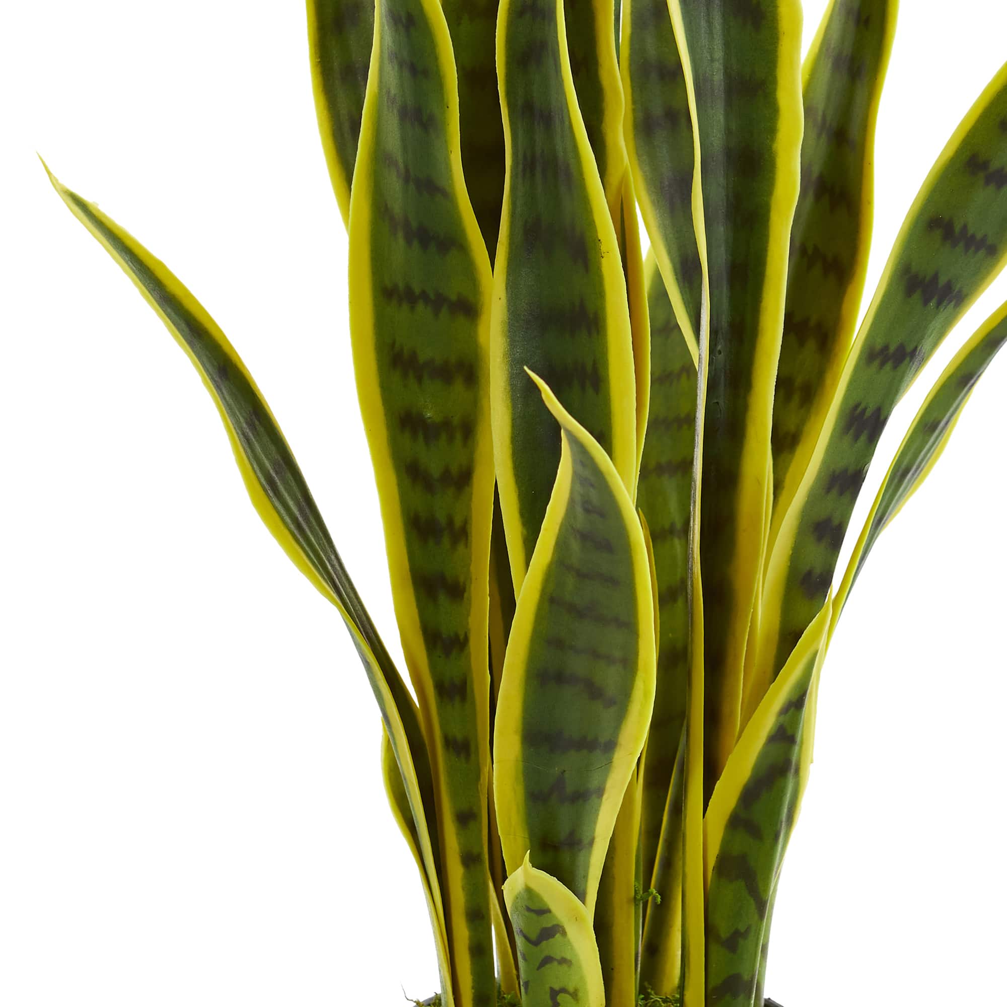 26in. Potted Sansevieria Plant