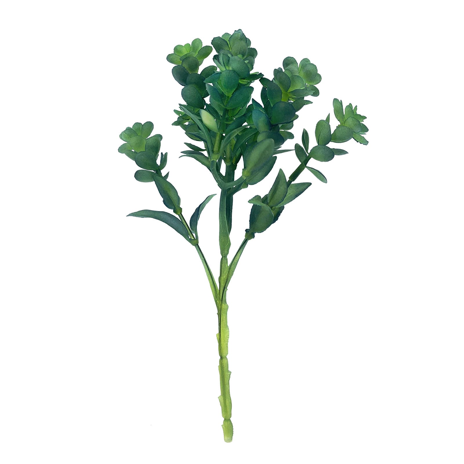 8.5&#x22; Blue-Green Japanese Stonecrop Pick by Ashland&#xAE;
