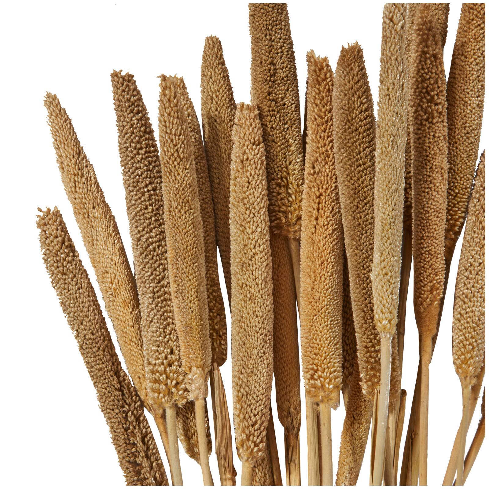 Dried Plant Bunny Tail Natural Foliage with Long Stems