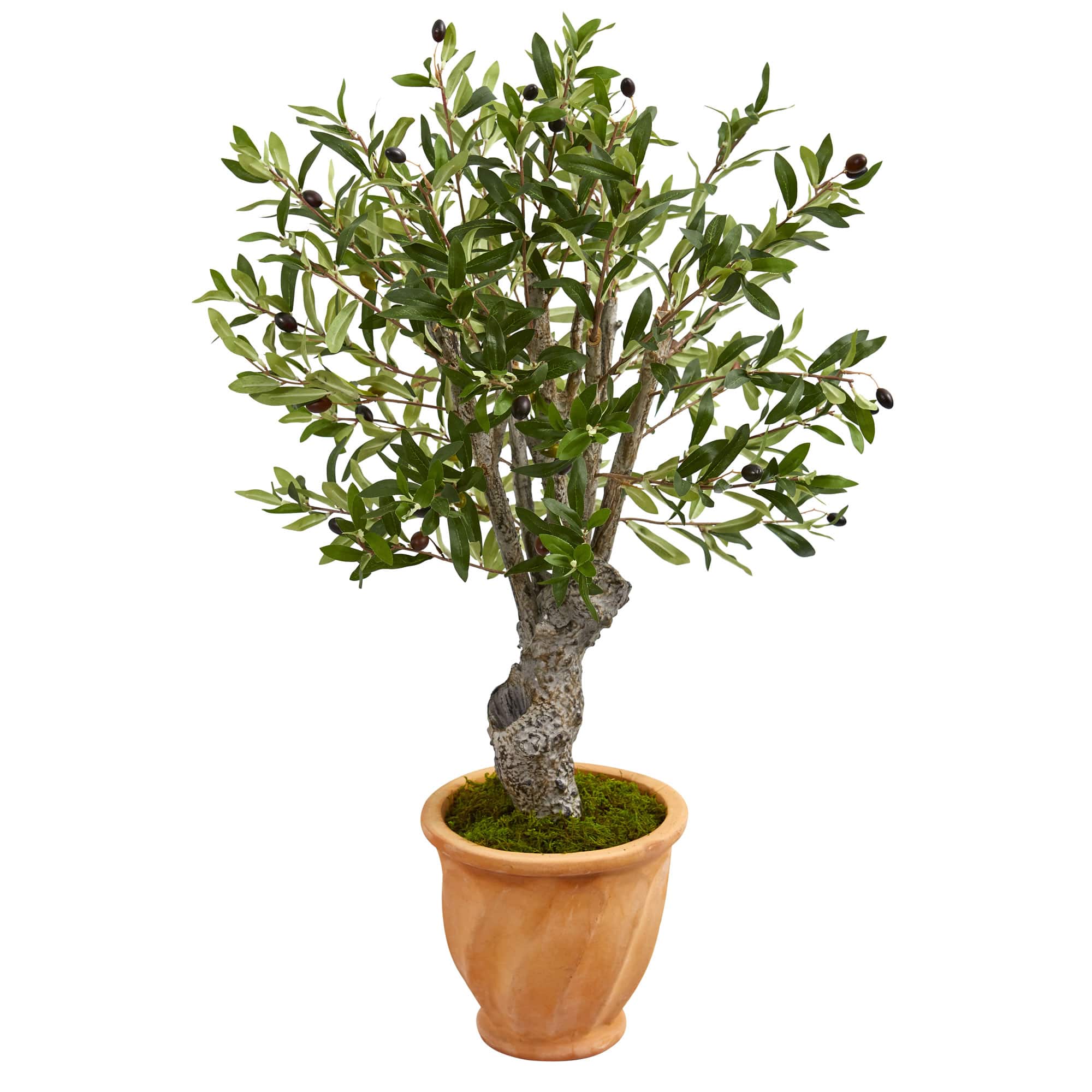 3ft. Olive Tree in Terracotta Planter