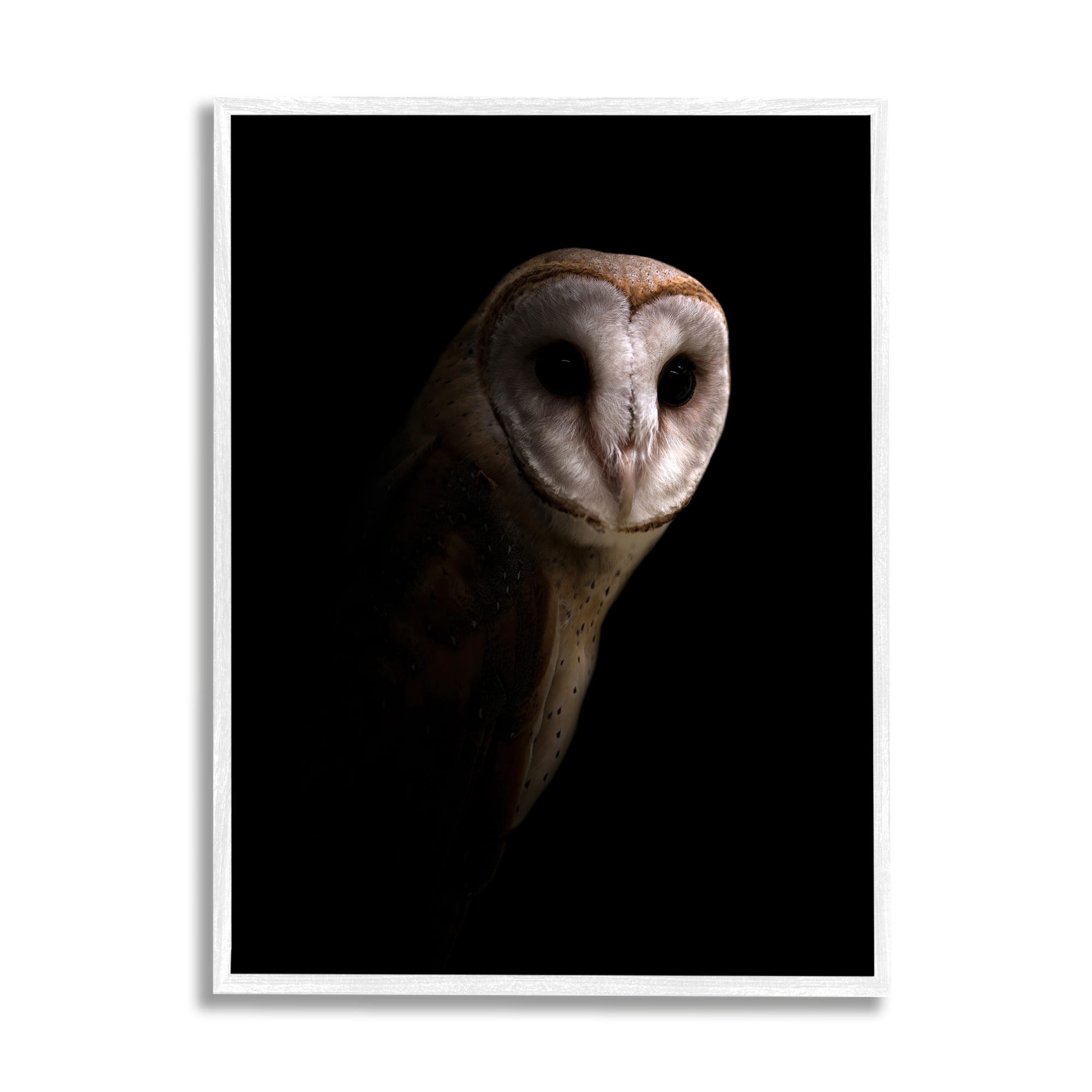 Stupell Industries Intense Barn Owl Black Shadow Photography Framed Giclee Art