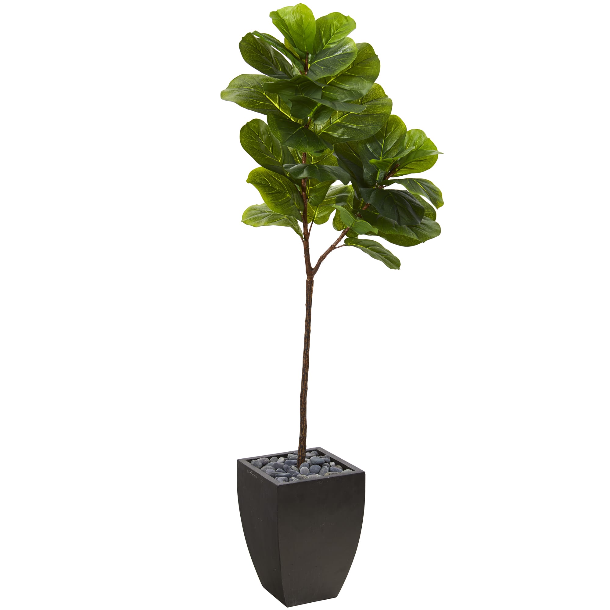 5.5ft. Fiddle Leaf Tree in Black Planter