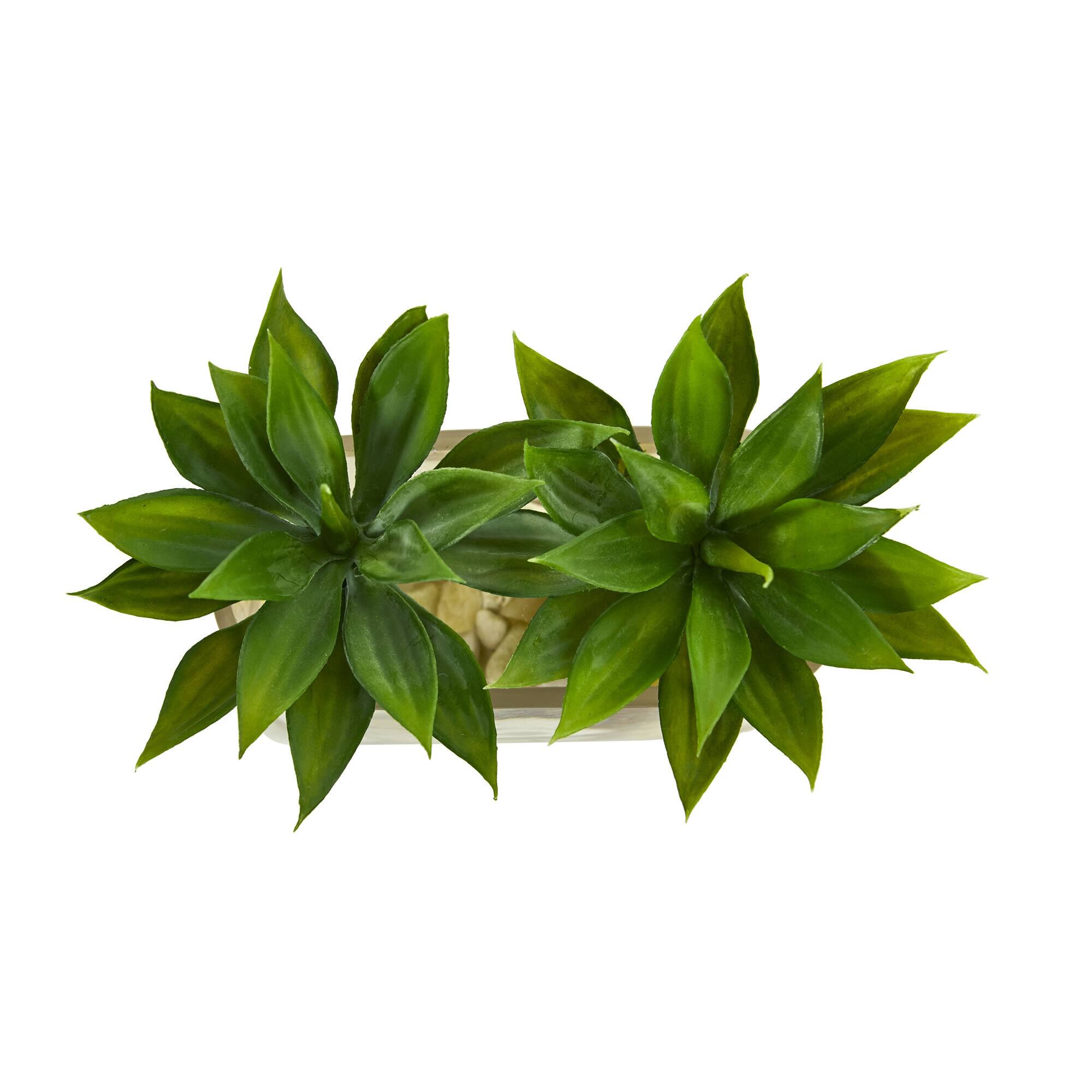 6.5" Mini Agave Succulent Arrangement in Glass Vase