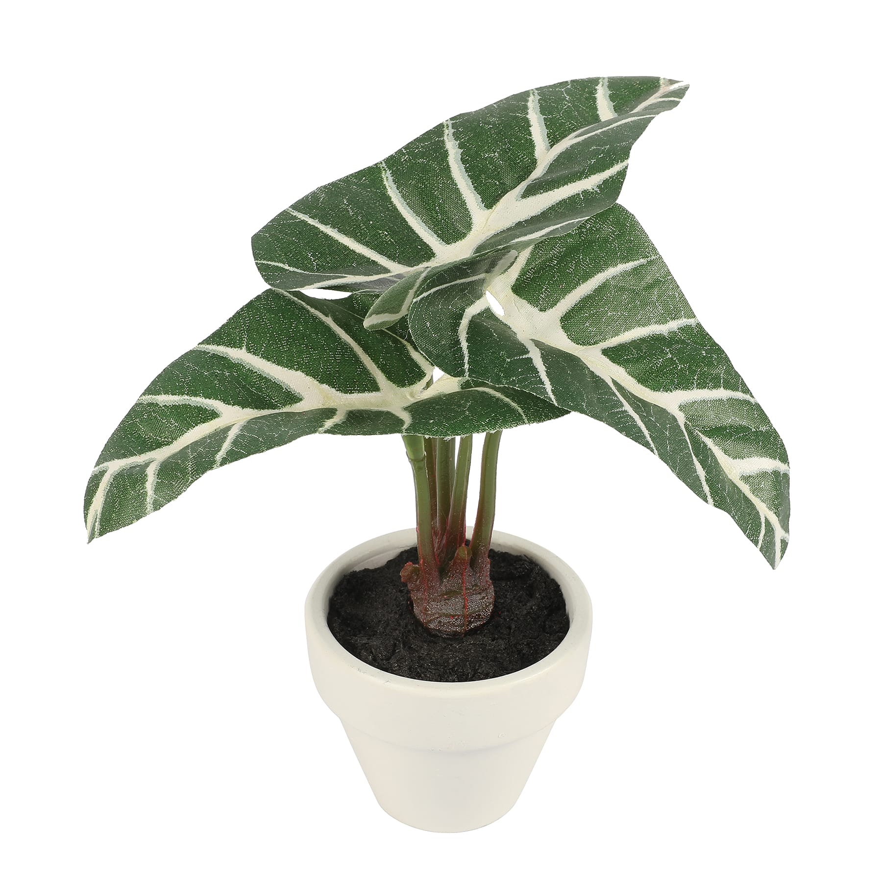 6&#x22; Micro Premade Taro Plant in White Clay Pot by Ashland&#xAE;