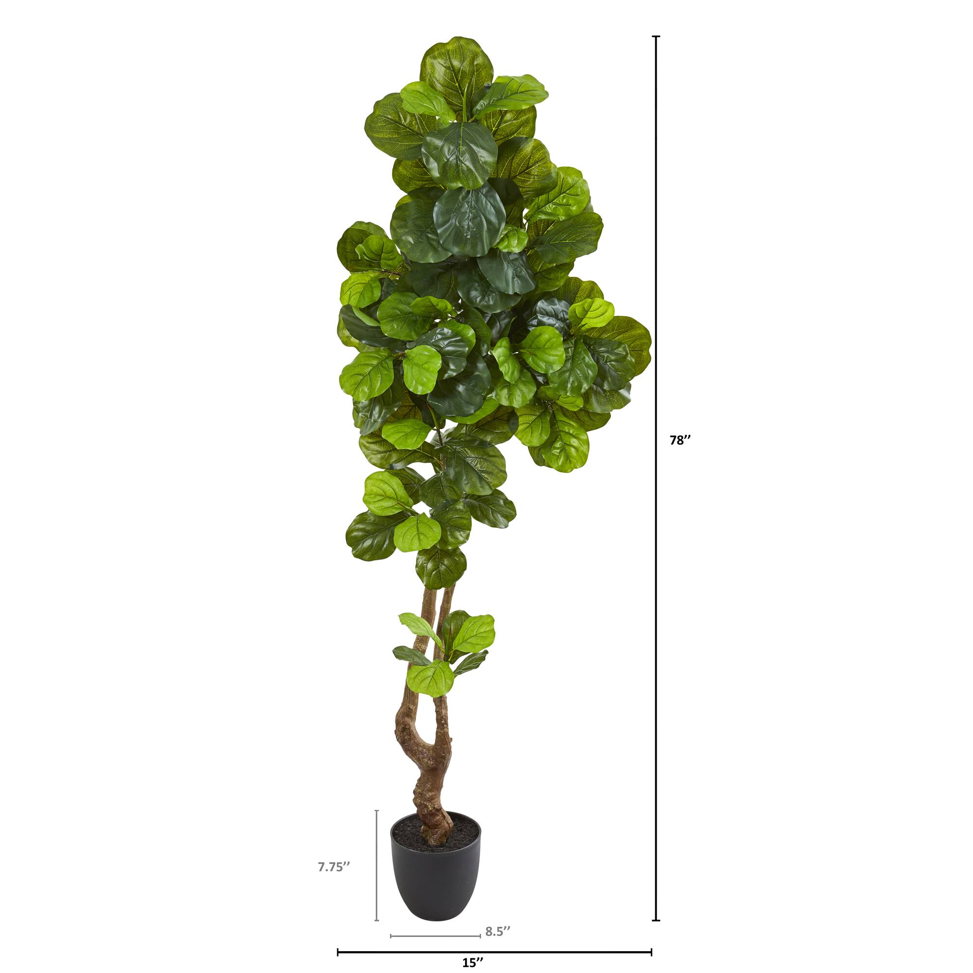 6.5ft. Potted Fiddle Leaf Tree