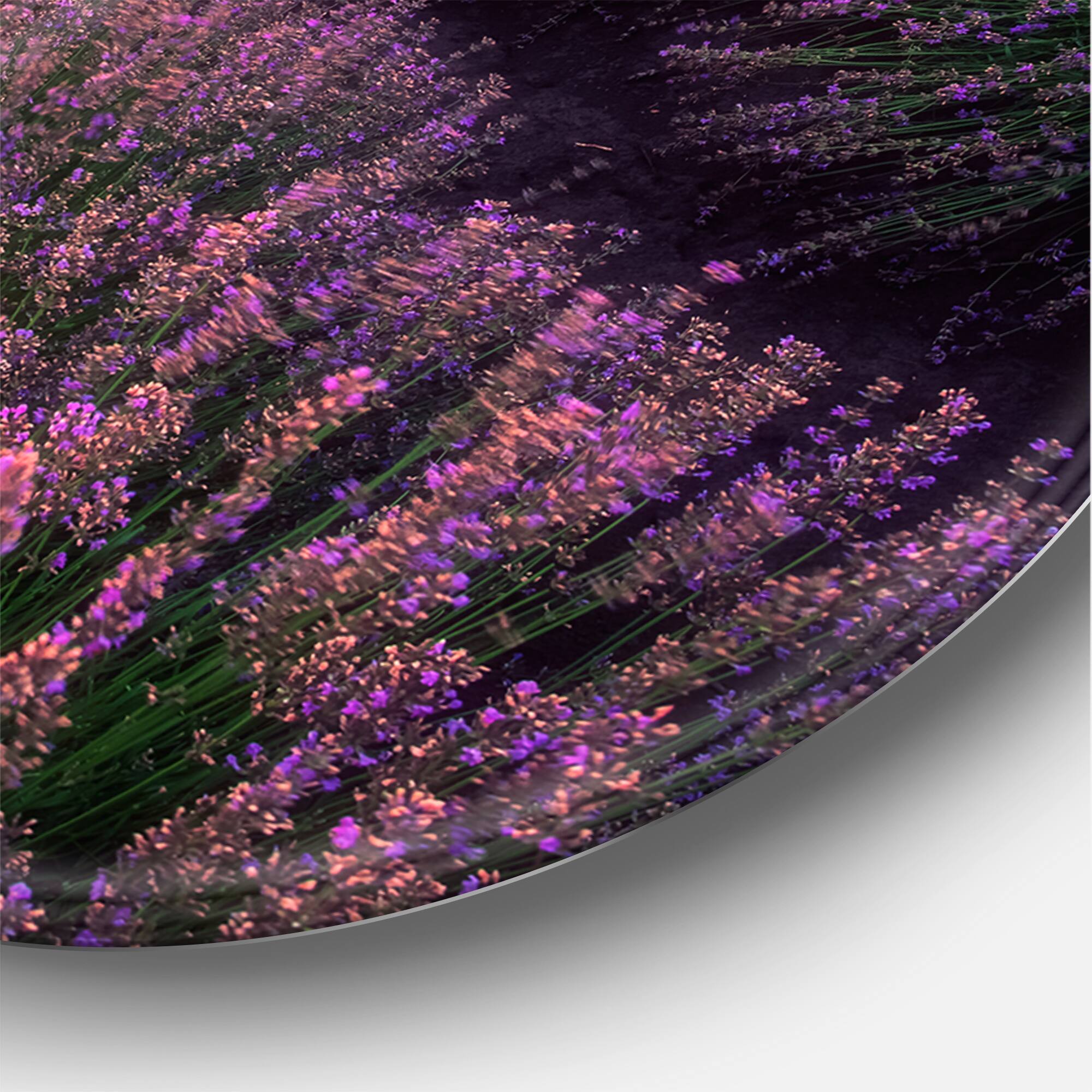 Designart - Sunrise & Dramatic Clouds Over Lavender Field XIV