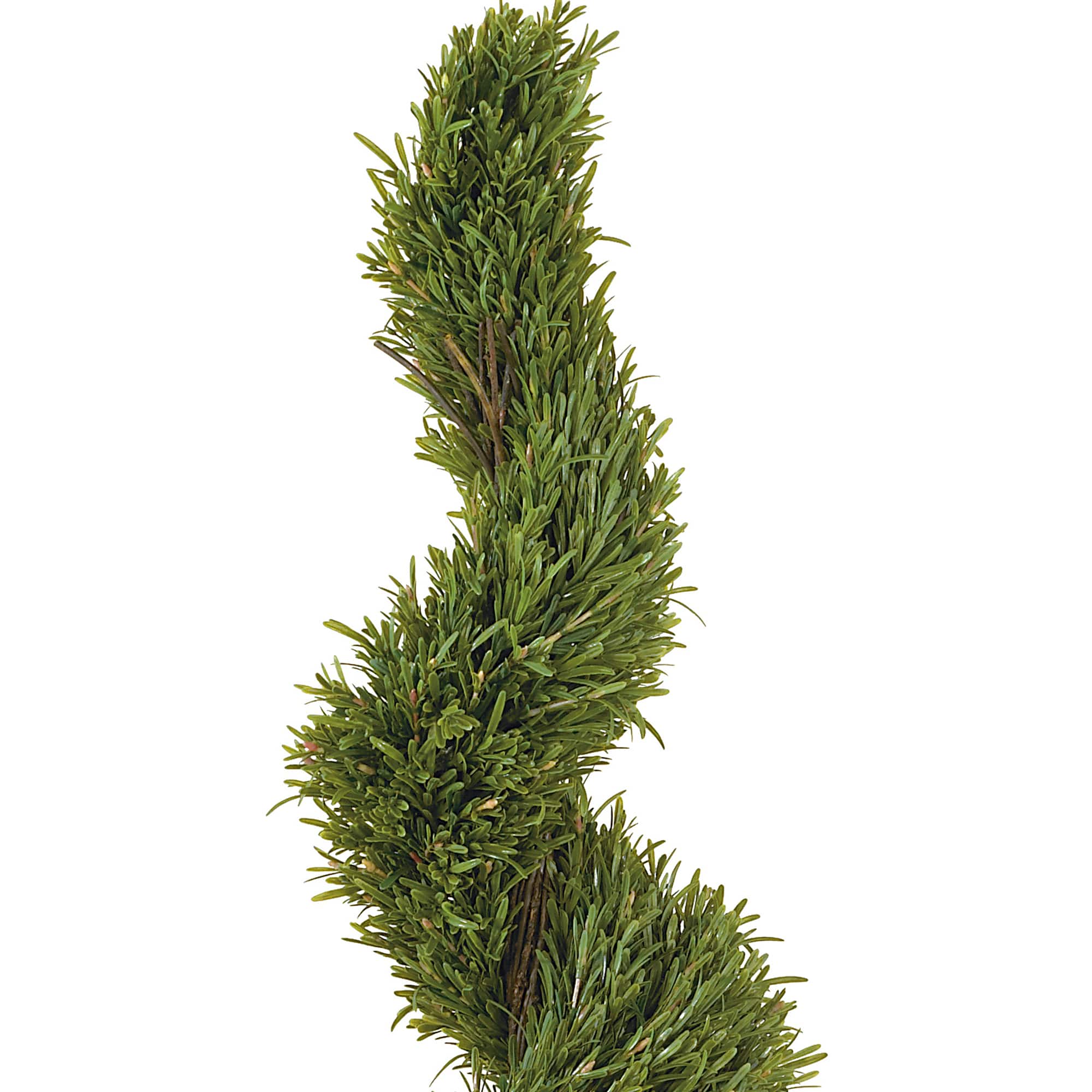 5ft. Potted Rosemary Spiral Tree