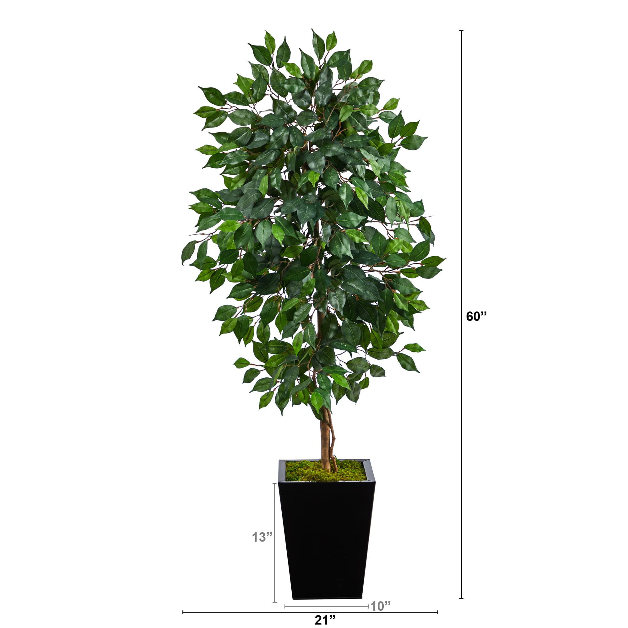 5ft. Ficus Tree in Black Metal Planter