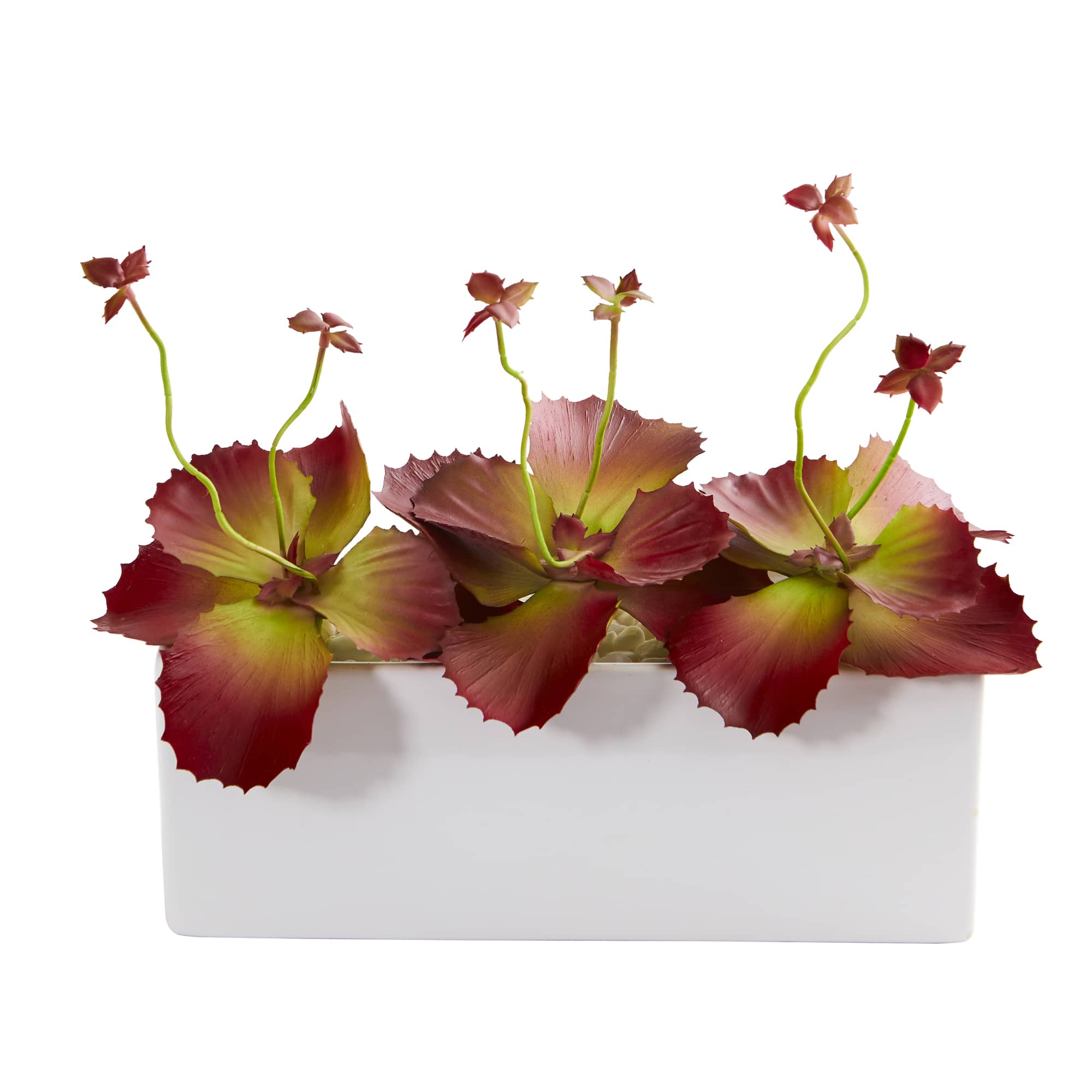 11" Succulent Plant in White Planter