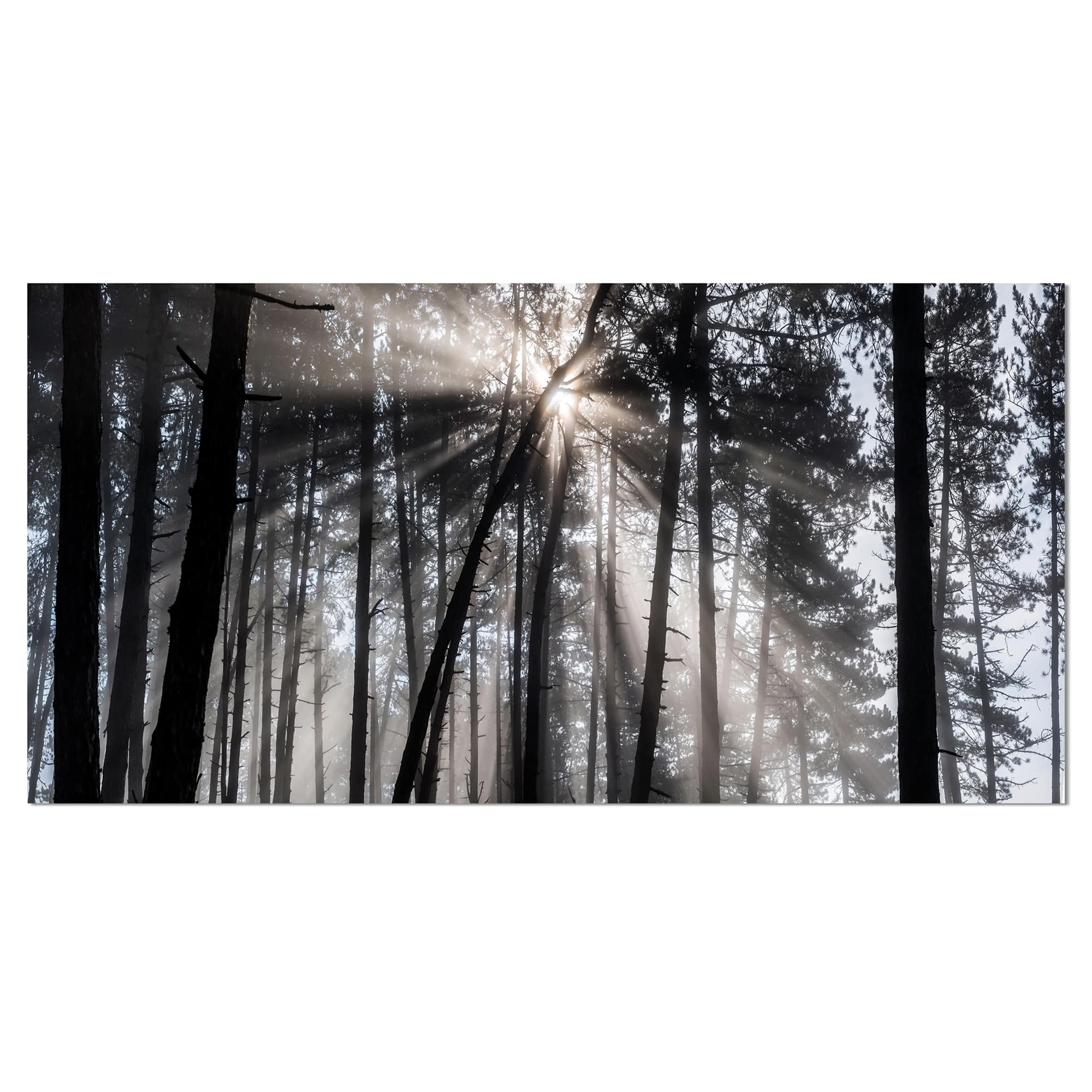 Designart - Sunbeams through Black White Forest - Forest Canvas Wall Art Print