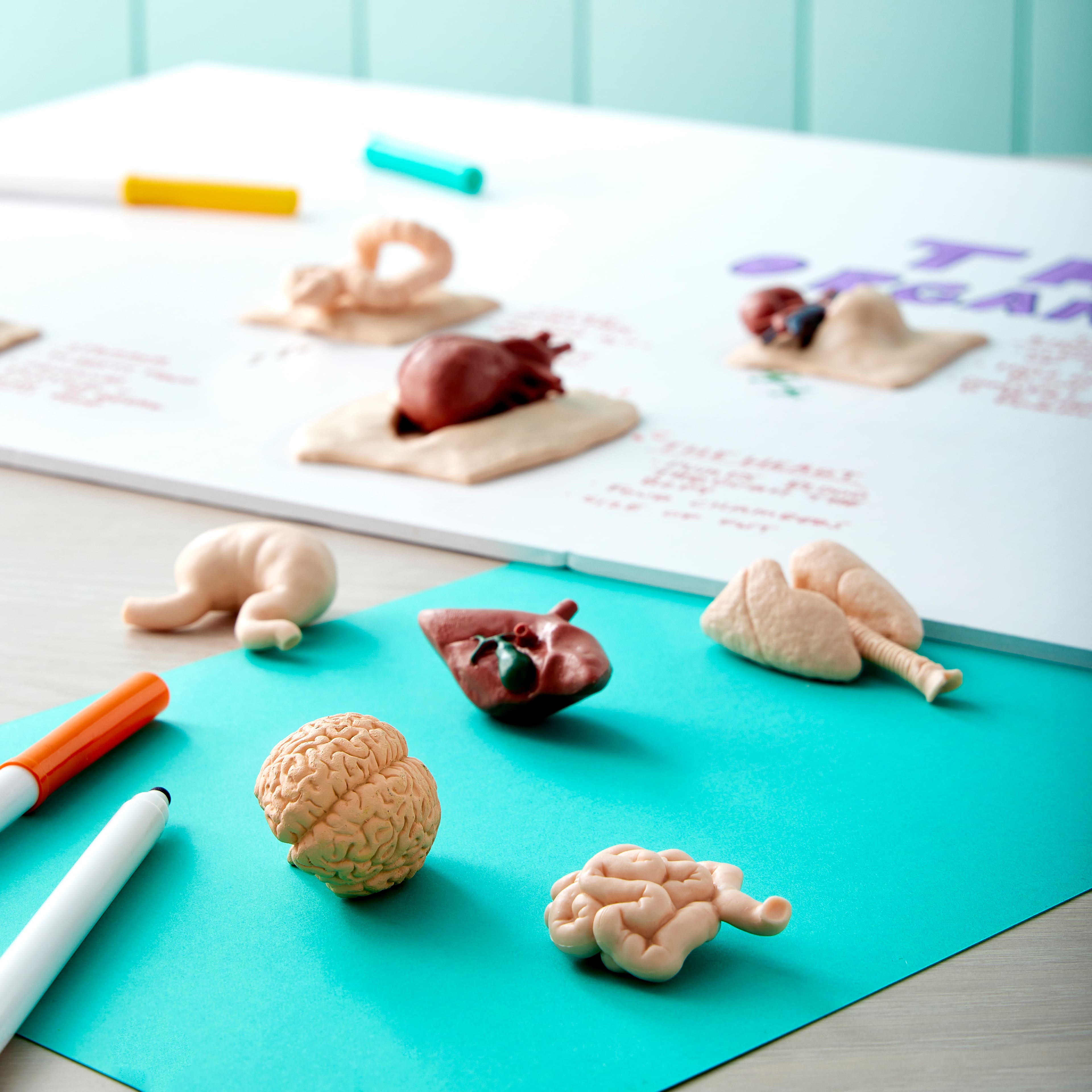 Safari Ltd® Toob® Human Organs