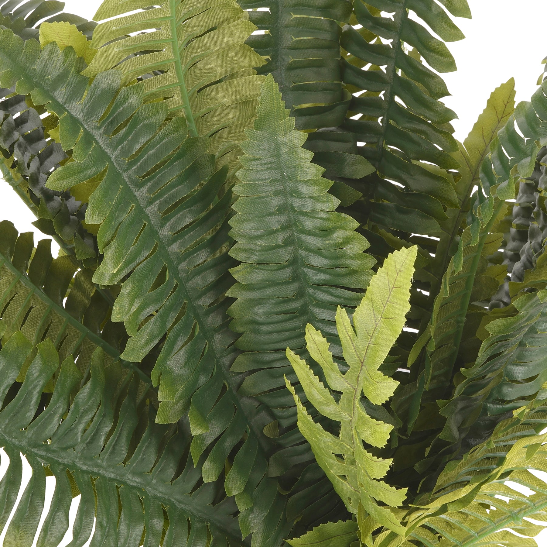 Boston Fern Bush Fern Collection by Ashland®