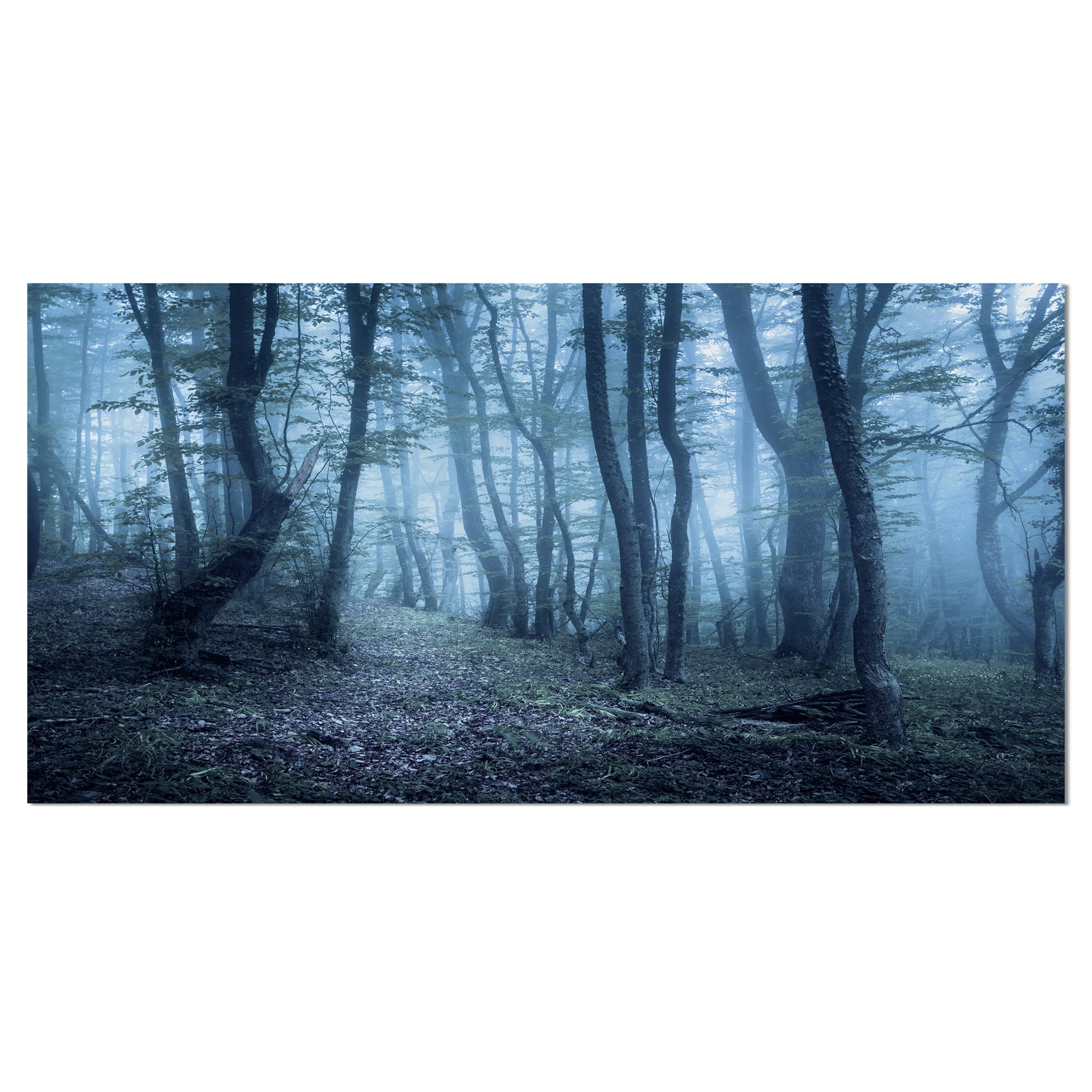 Designart Big Trees in Dark Foggy Forest - Landscape Photography