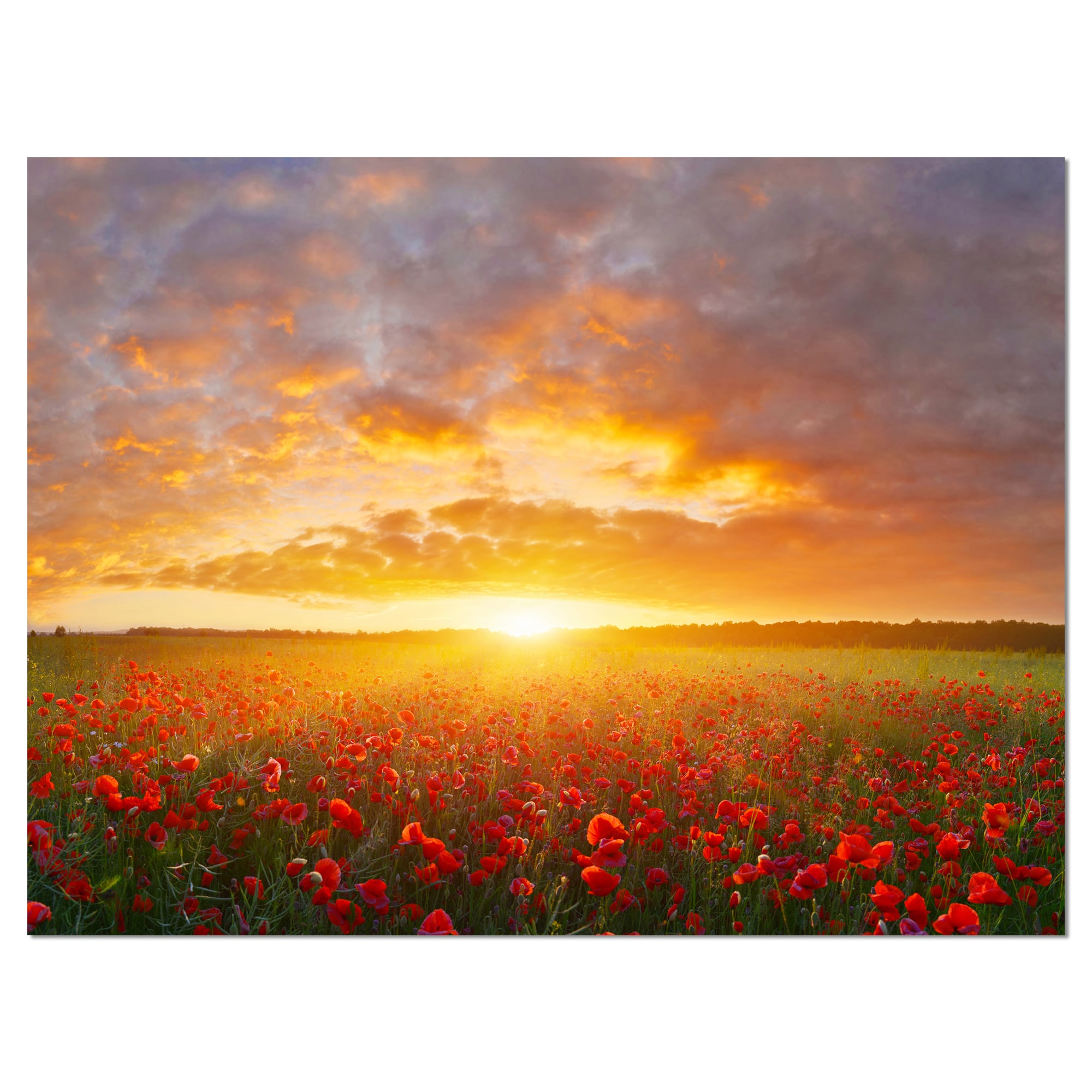 Designart - Poppy Field under Bright Sunset - Landscape Canvas Art Print