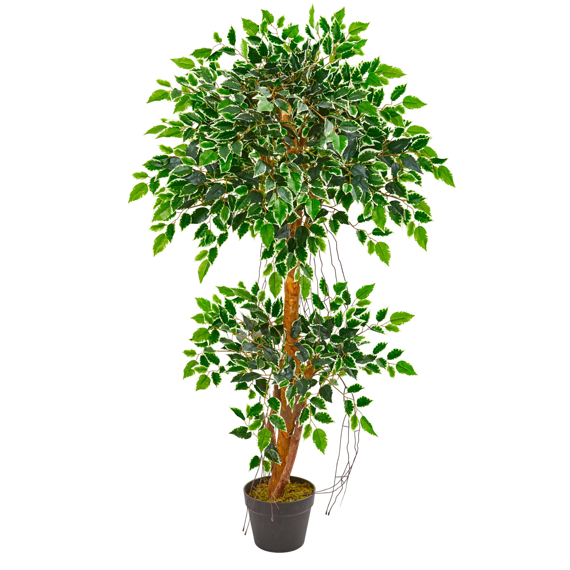4ft. Potted Variegated Ficus Artificial Tree