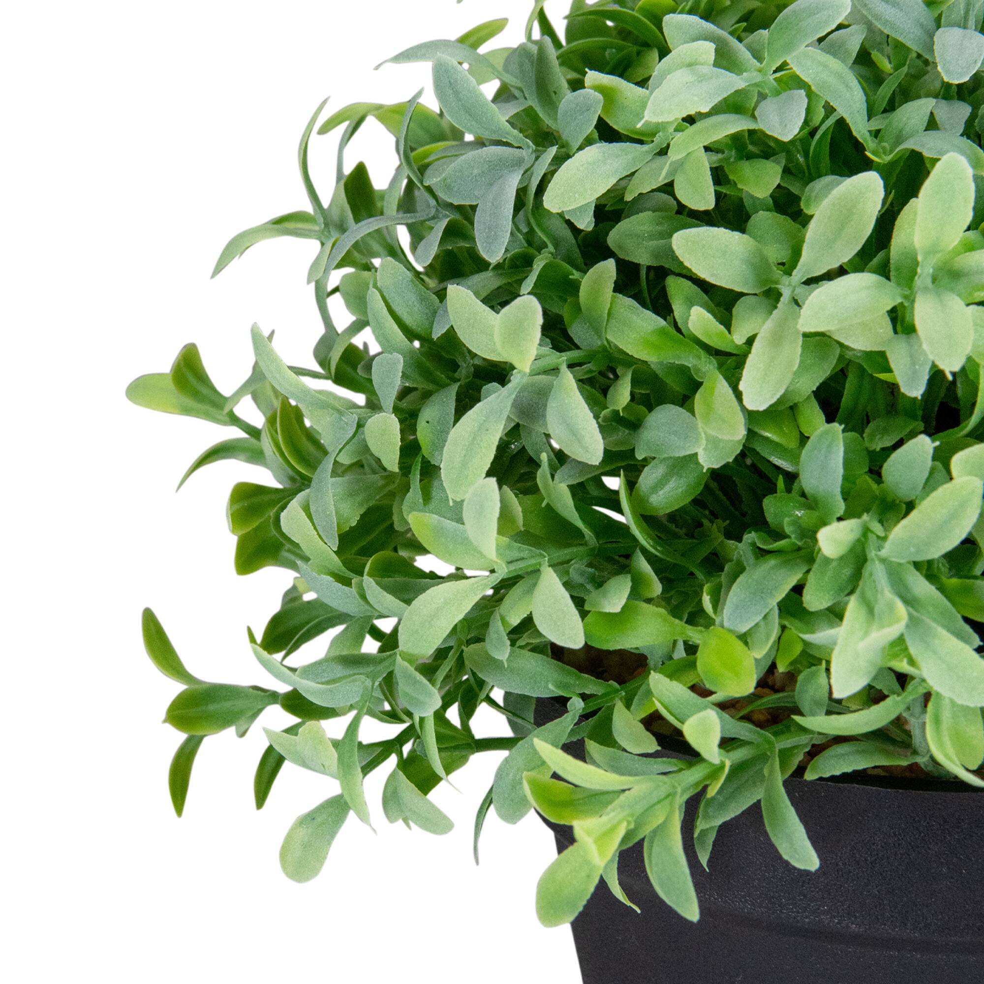 7.5" Potted Green Boxwood Plant