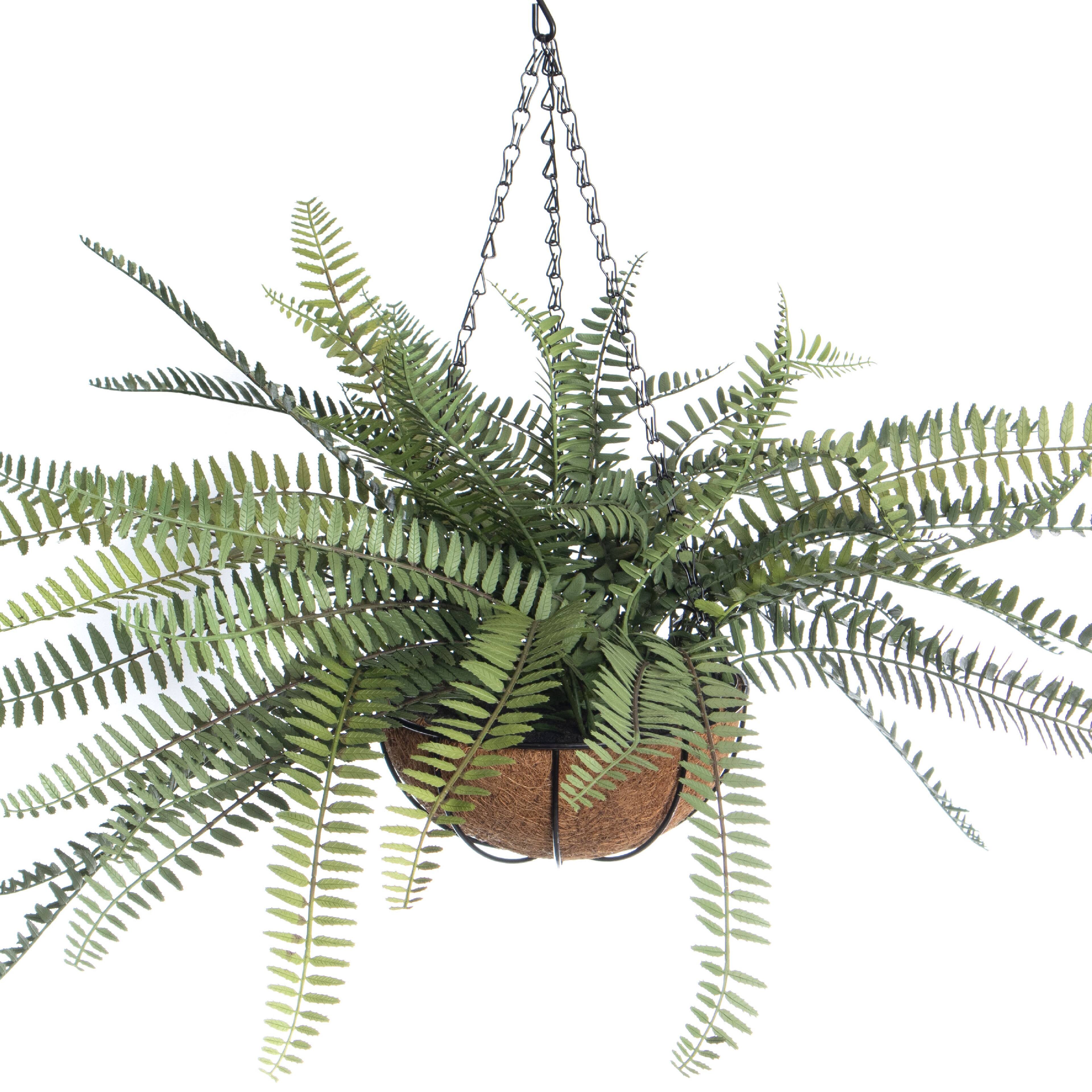 18&#x22; Hanging Basket Fern by Ashland&#xAE;
