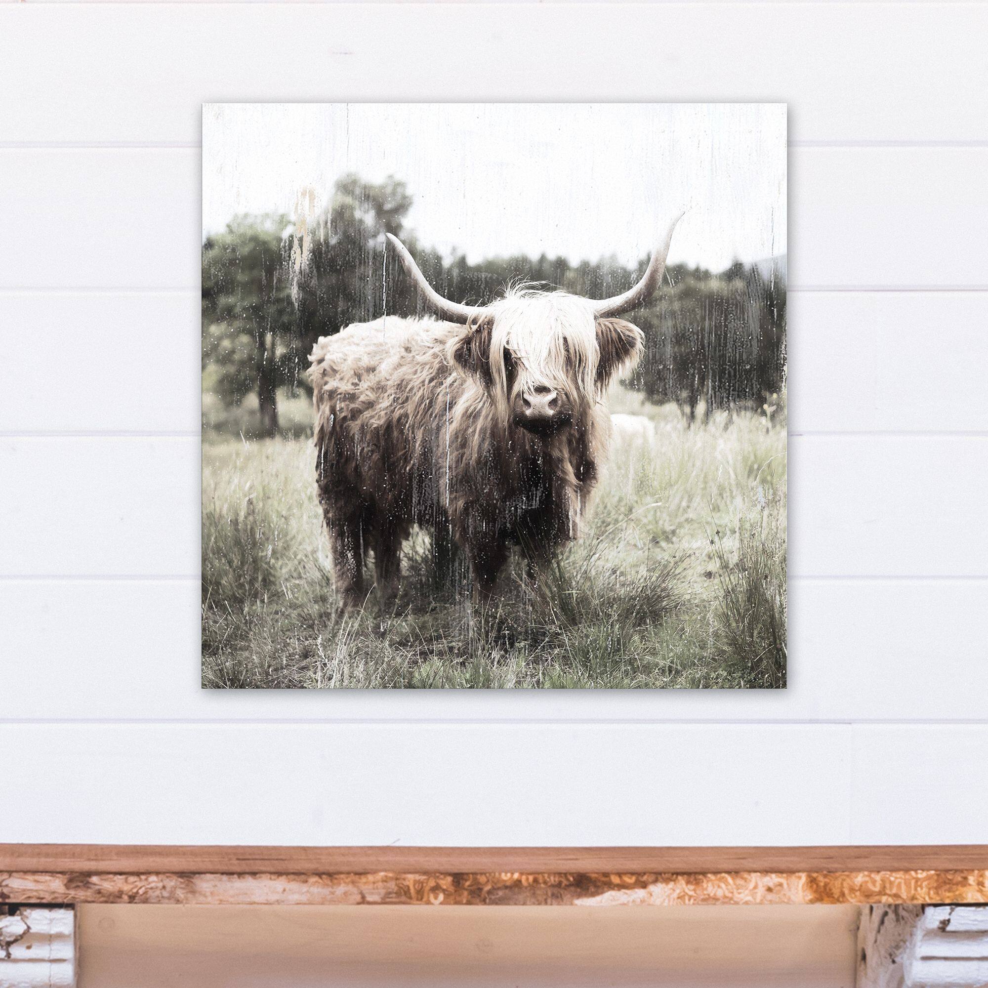 Shaggy Cow 24" x 24" Canvas Wall Art