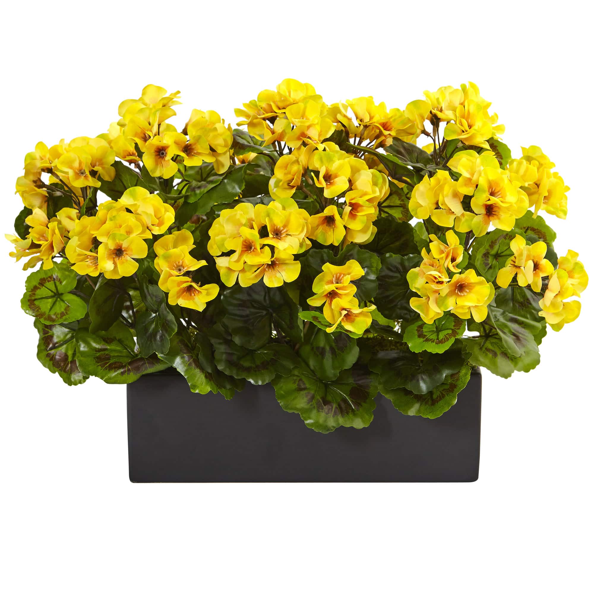 13" Yellow Geranium in Rectangular Planter