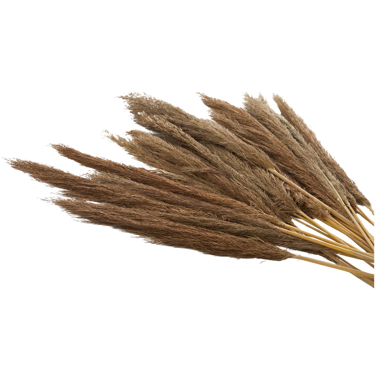 Dried Plant Bamboo Natural Foliage with Long Stems