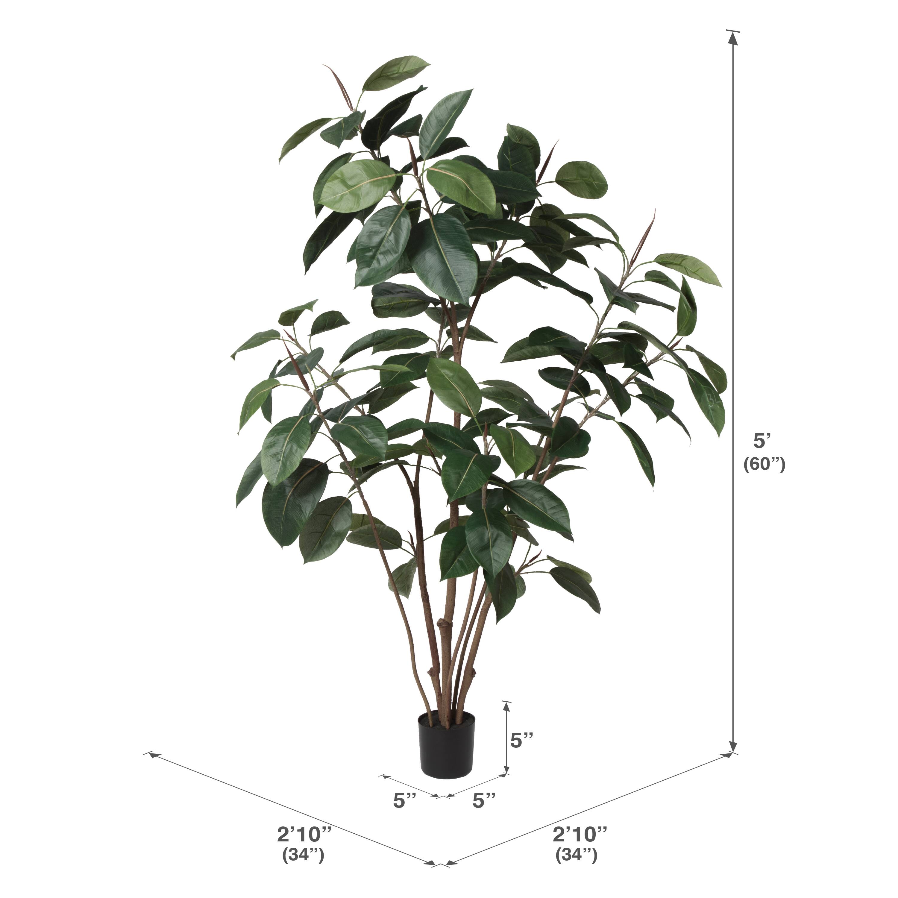 5ft. Potted Green Rubber Tree