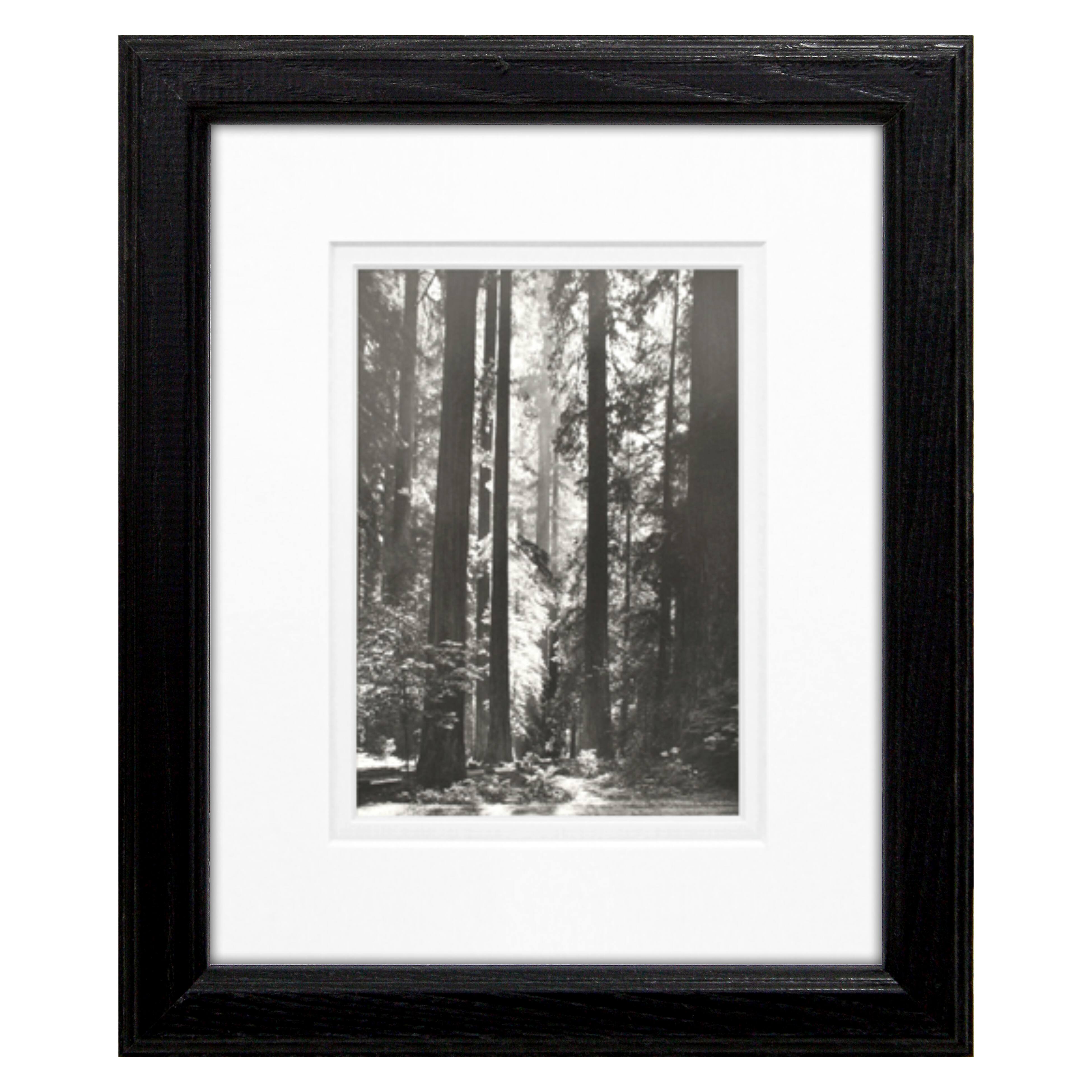 Timeless Frames® Black & White Redwoods Founders Print Framed Wall Art