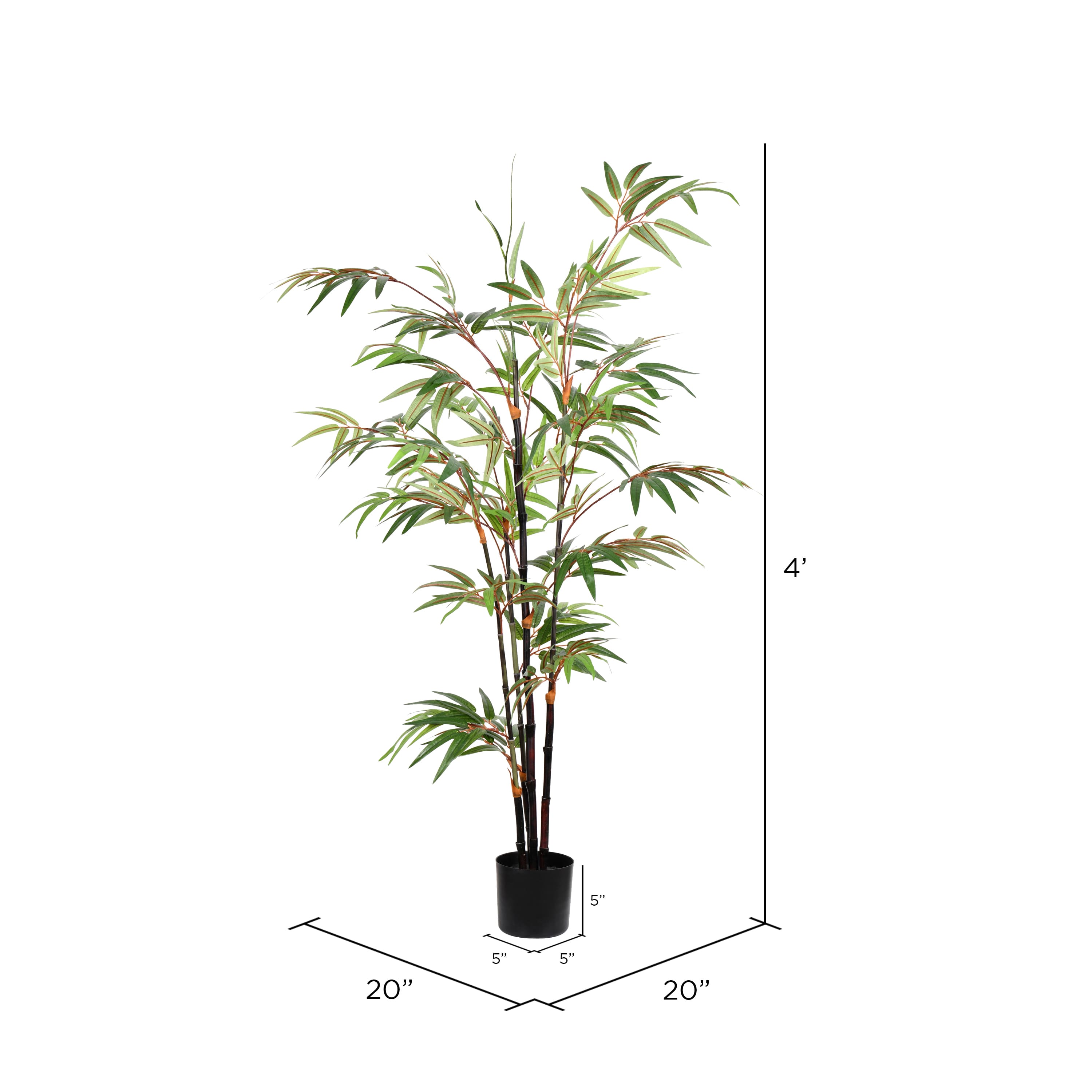 4ft. Potted Black Japanese Bamboo Tree