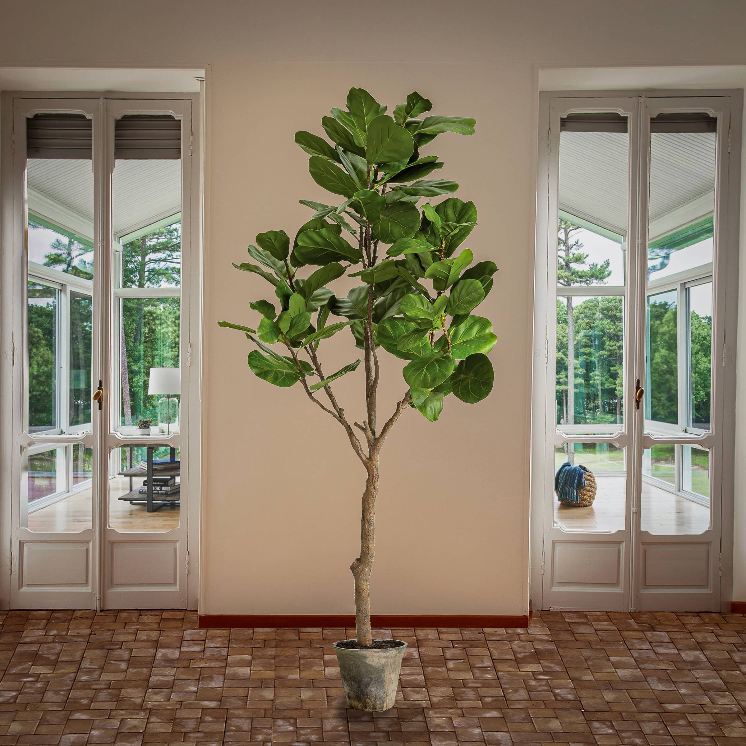 6.5ft. Fiddle Leaf Fig Tree