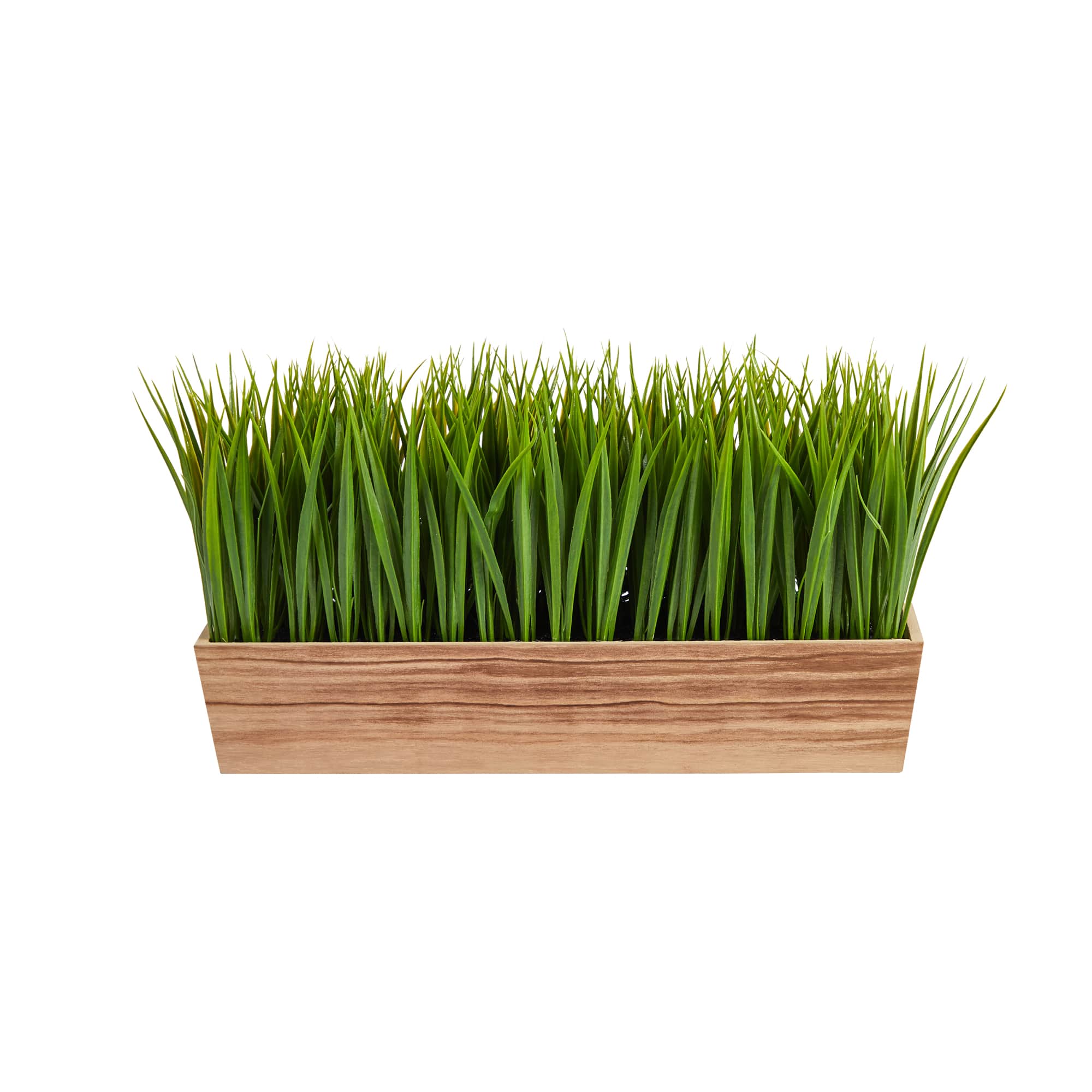 10&#x22; Vanilla Grass Plant in Decorative Planter