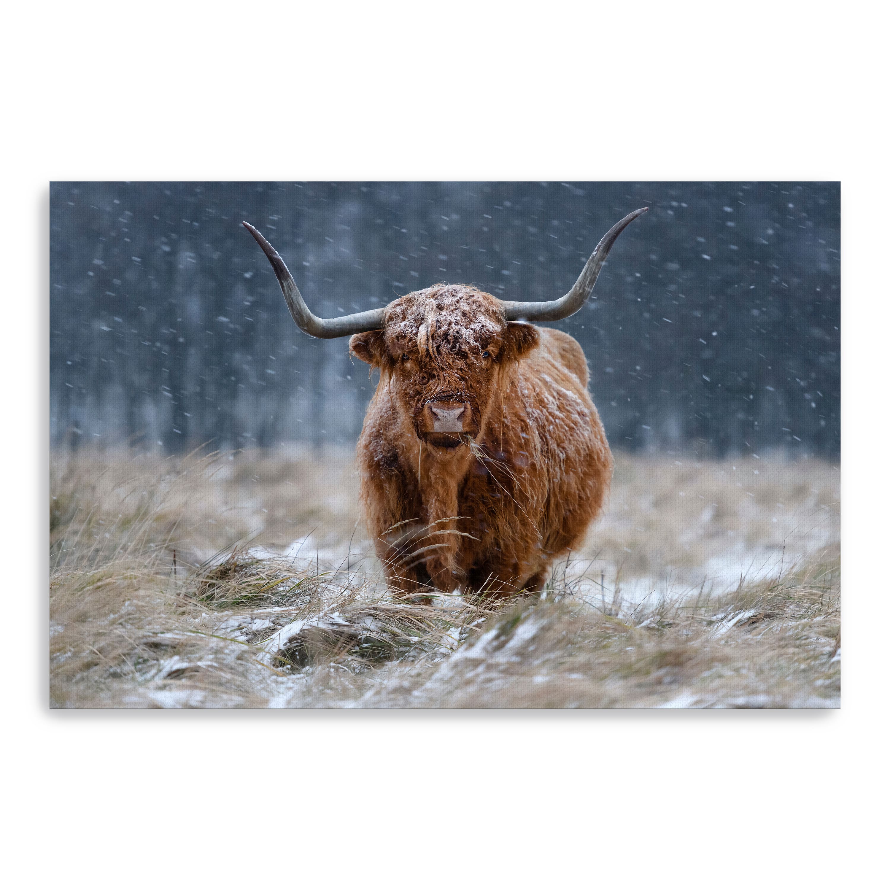 Guijt - Snowy Highland Cow Canvas Giclee