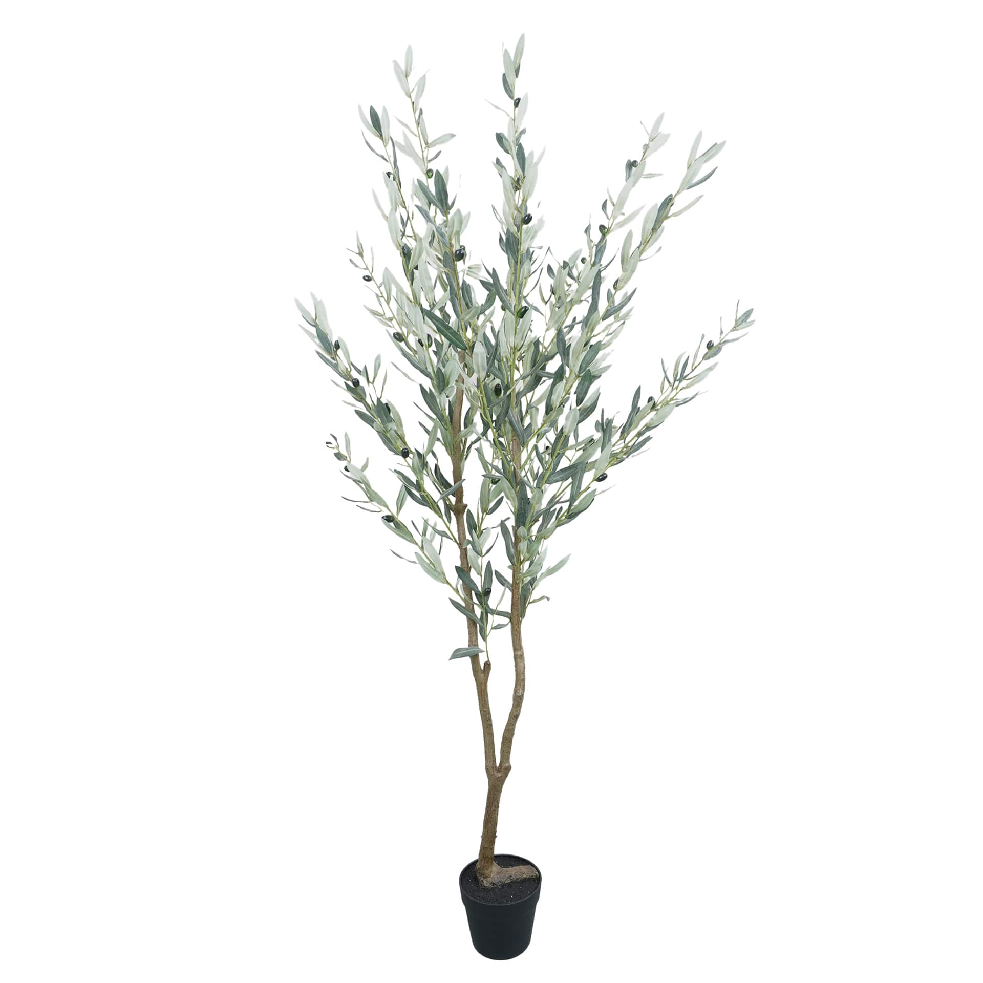 5.5ft. Potted Green Olive Tree by Ashland®