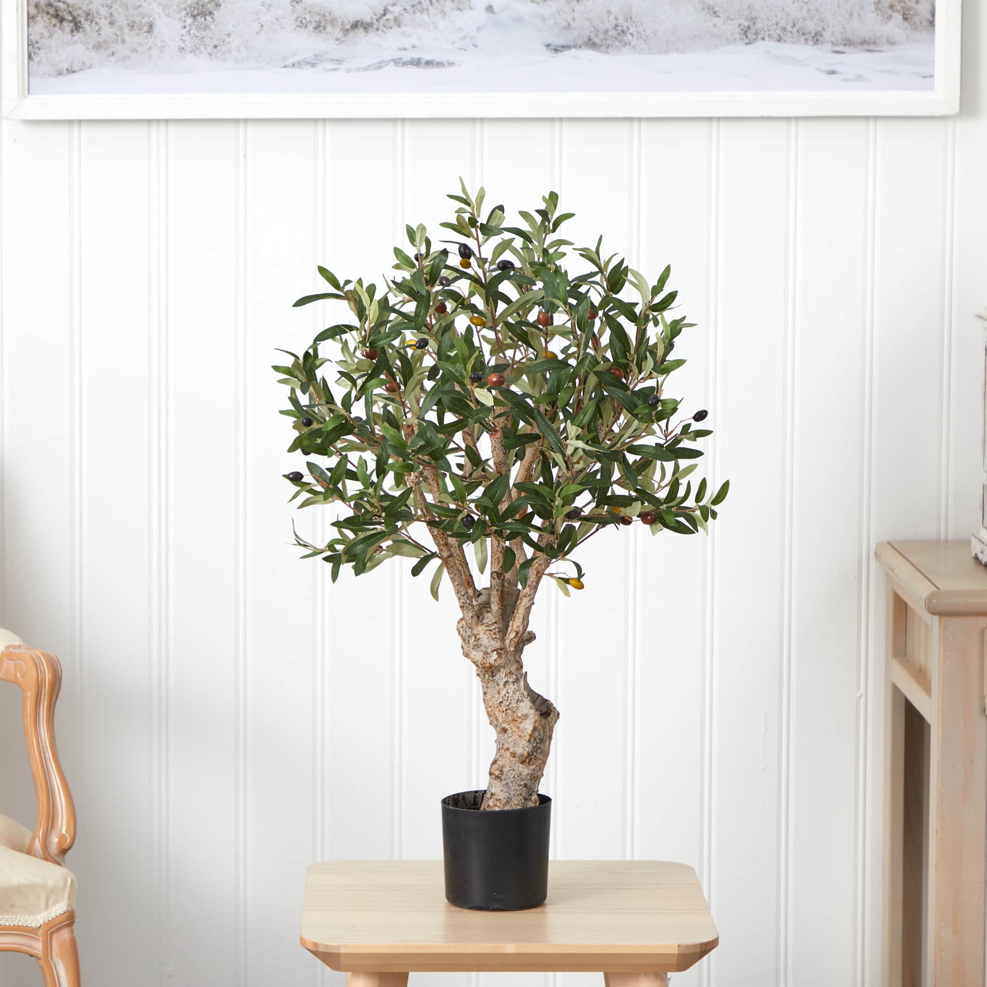 2.5ft. Potted Olive Tree
