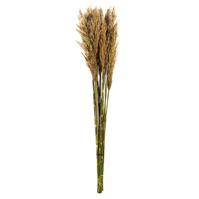 Plume Reed Preserved Bundle | Michaels