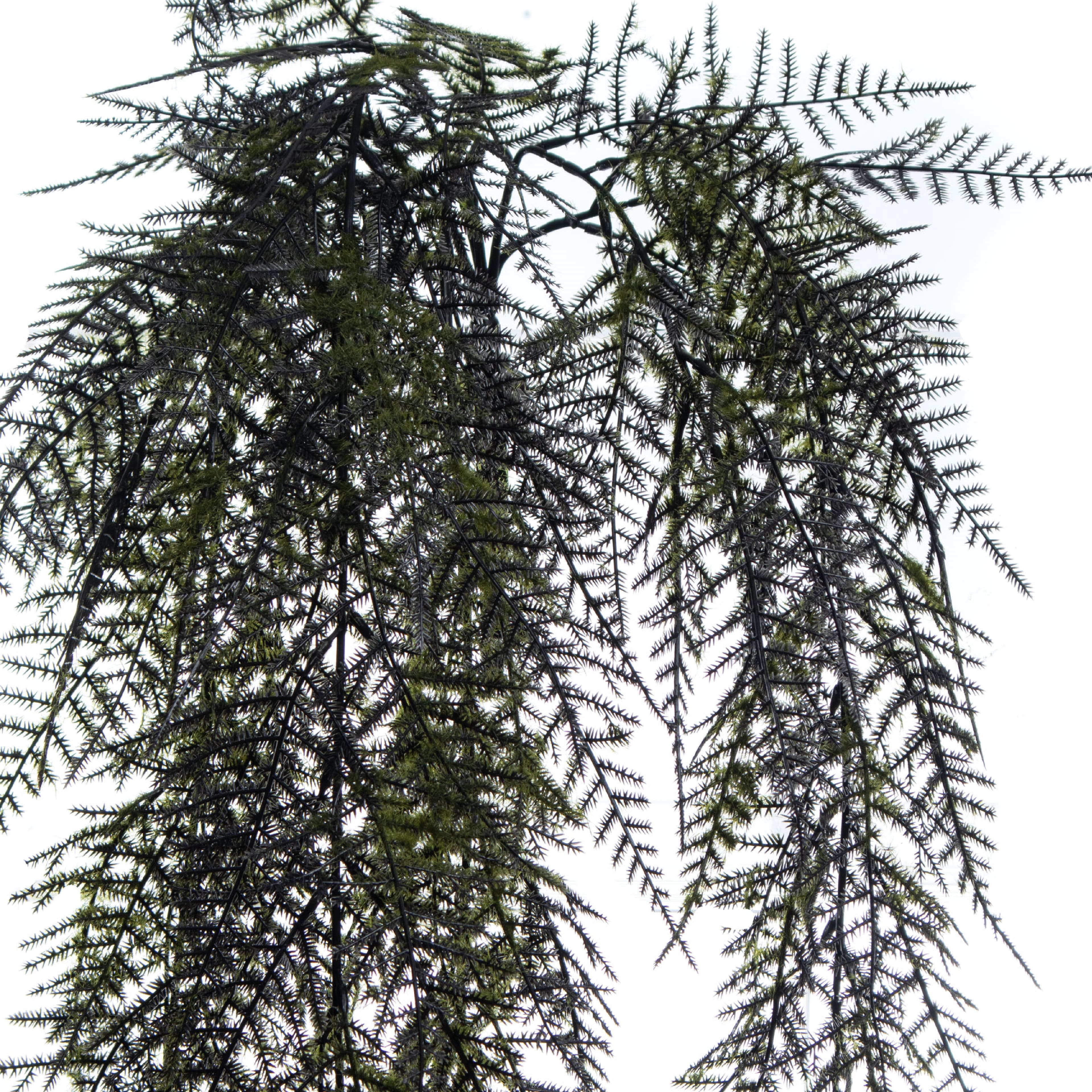 28" Dark Green Hanging Fern Bush by Ashland®