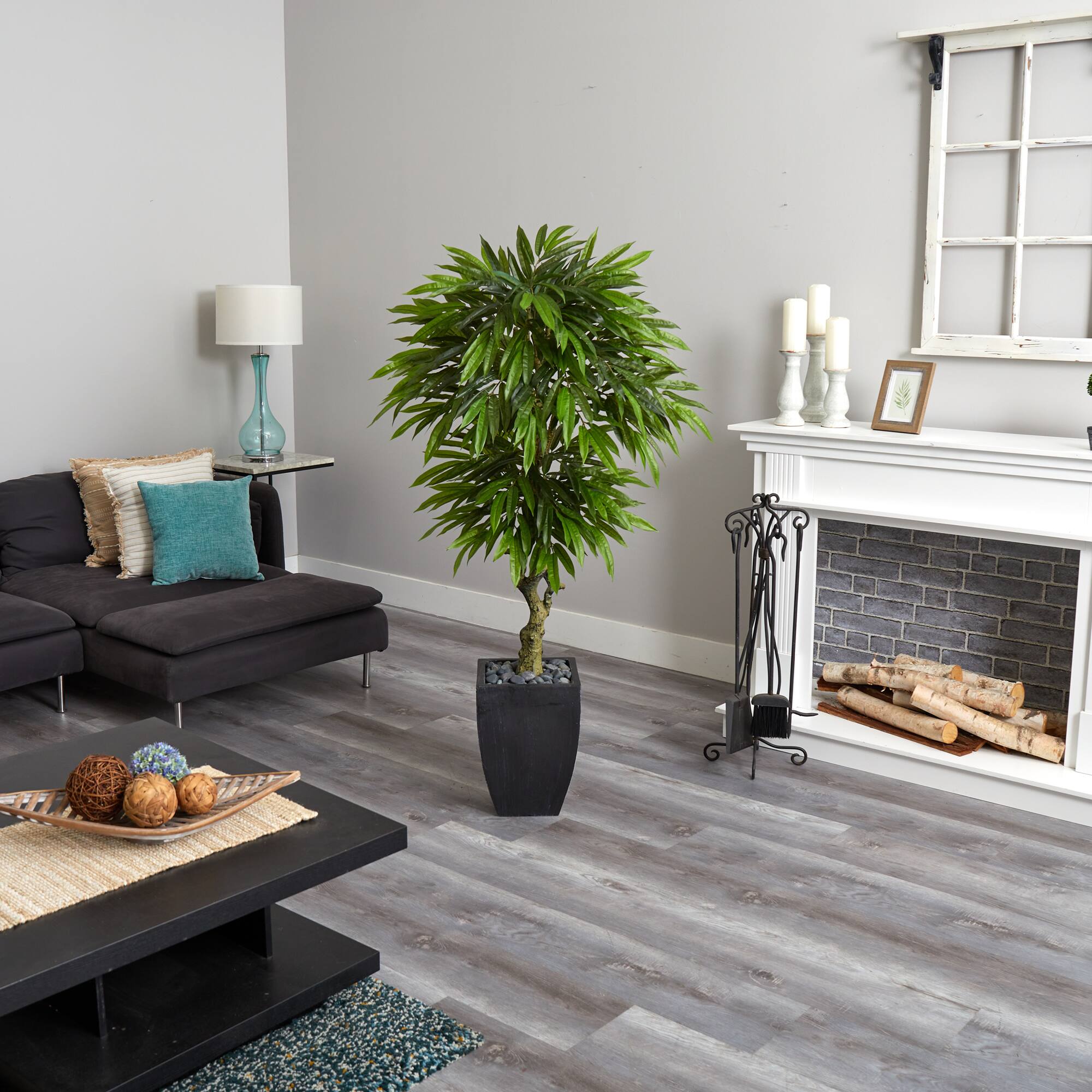 5.5ft. Potted Mango Tree in Decorative Black Planter