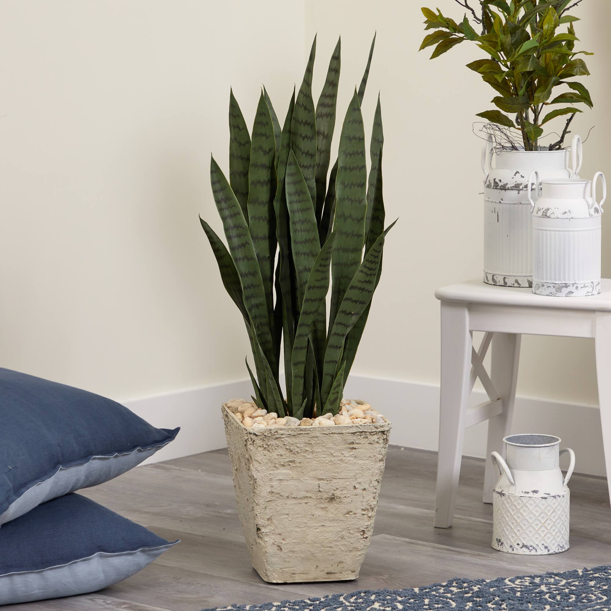 3ft. Snake Plant in Country White Planter