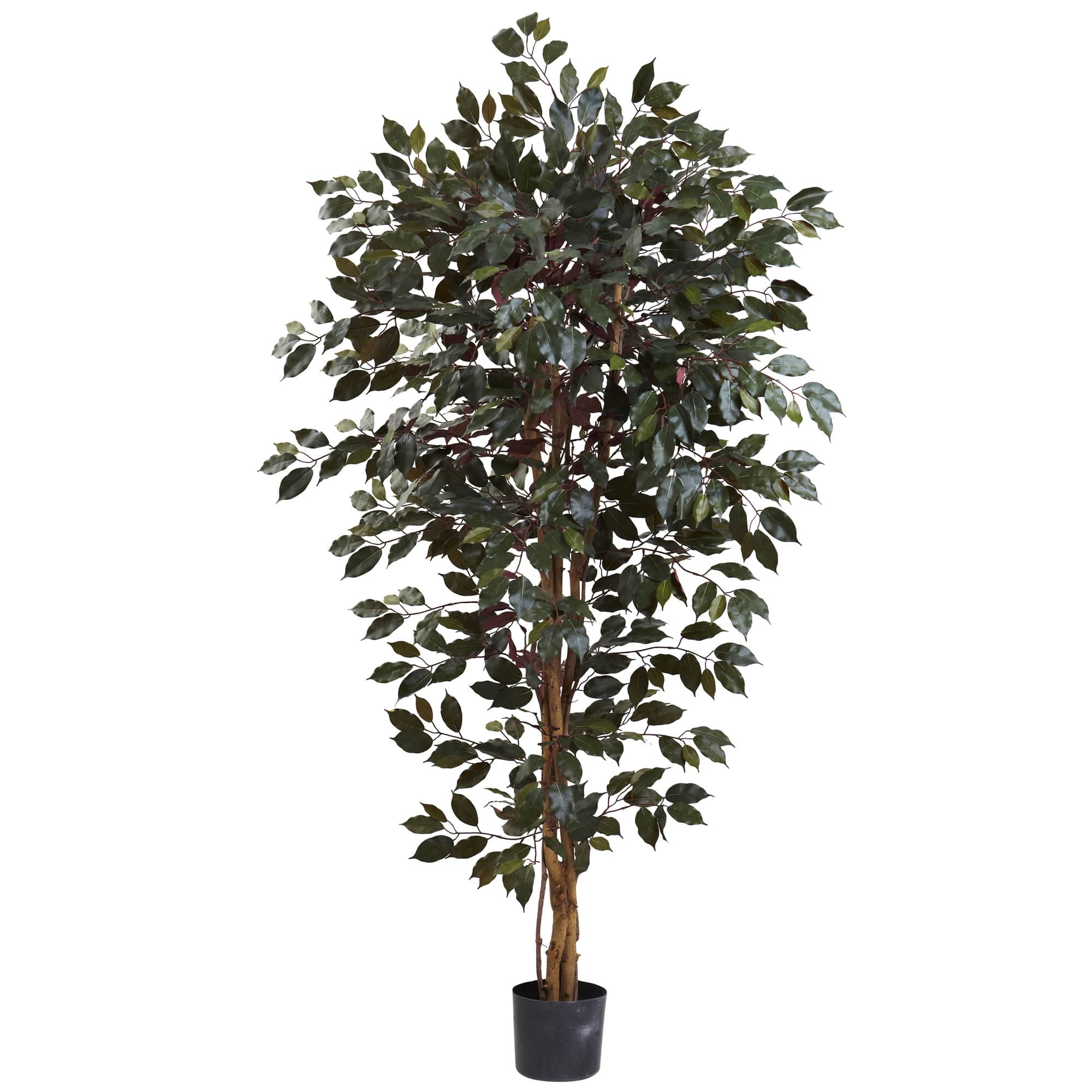 6ft. Potted Capensia Ficus Tree Michaels