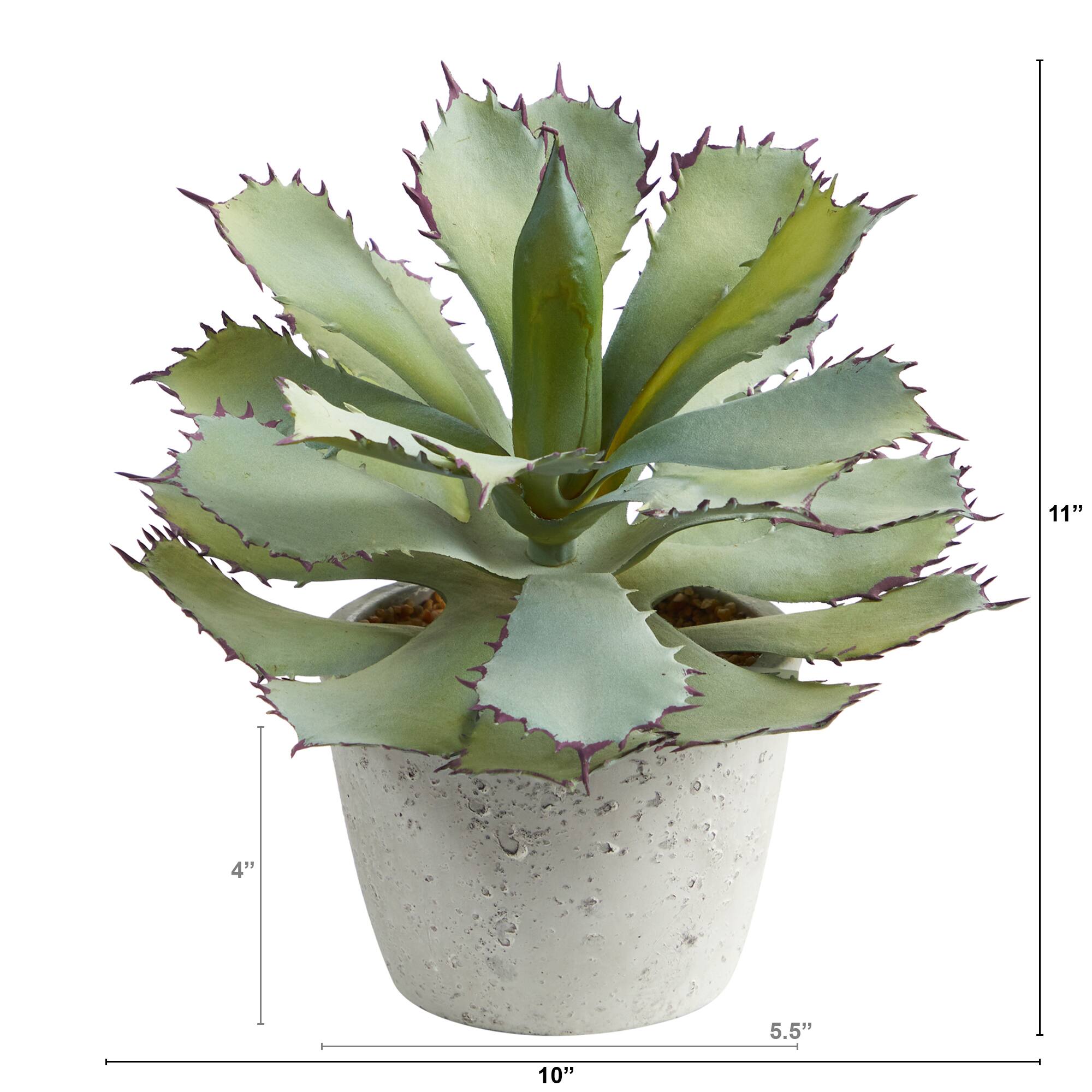 11&#x22; Potted Succulent Plant